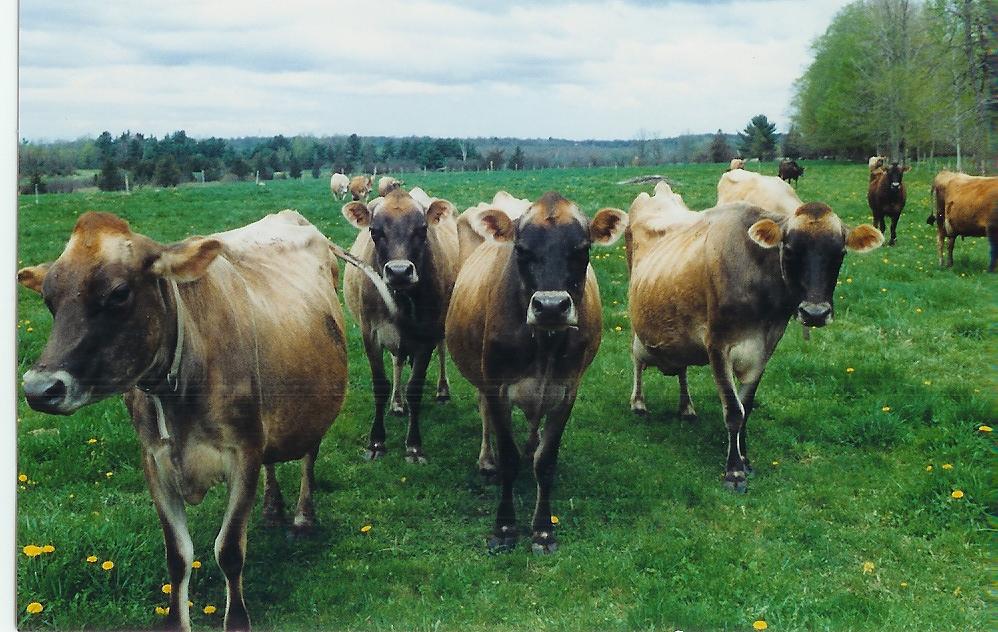 Cows in pasture