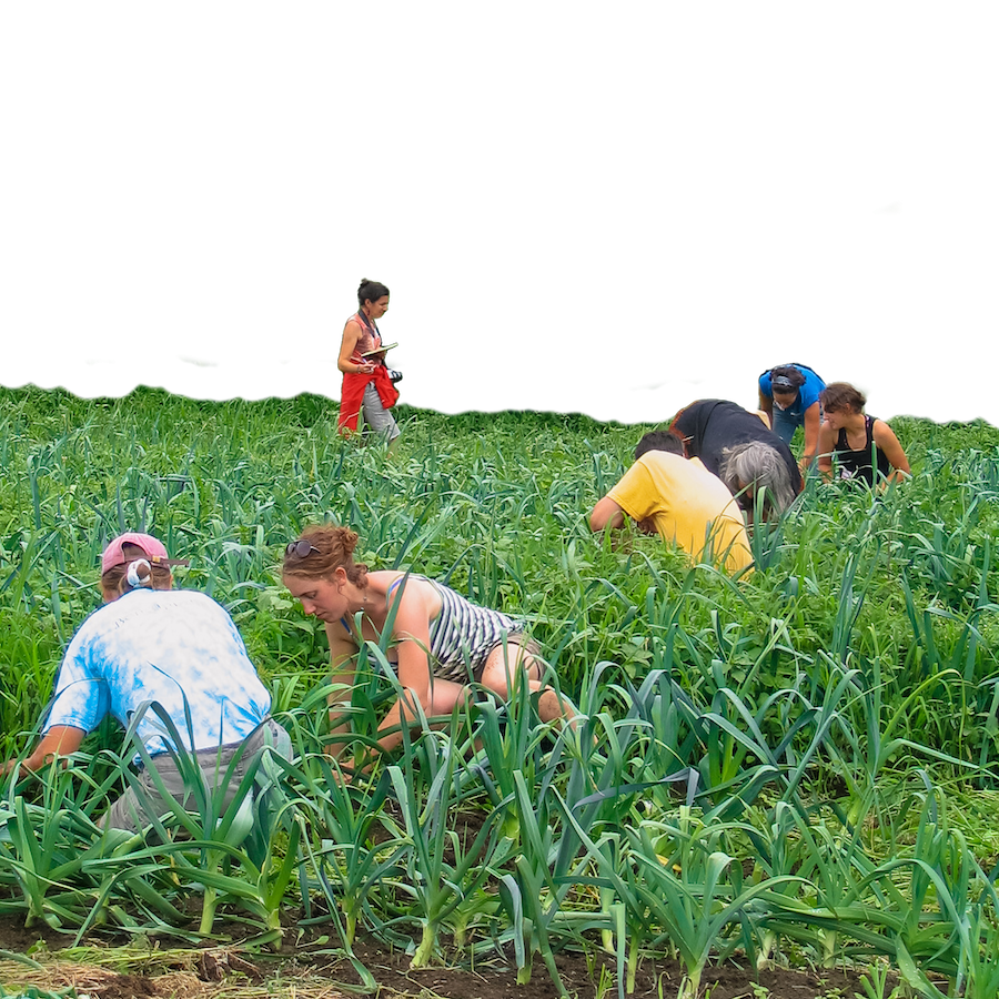 Farmers crouch in a field.