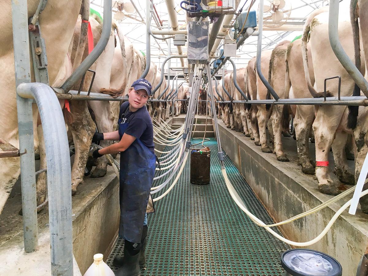 A person milks cows in a parlor.