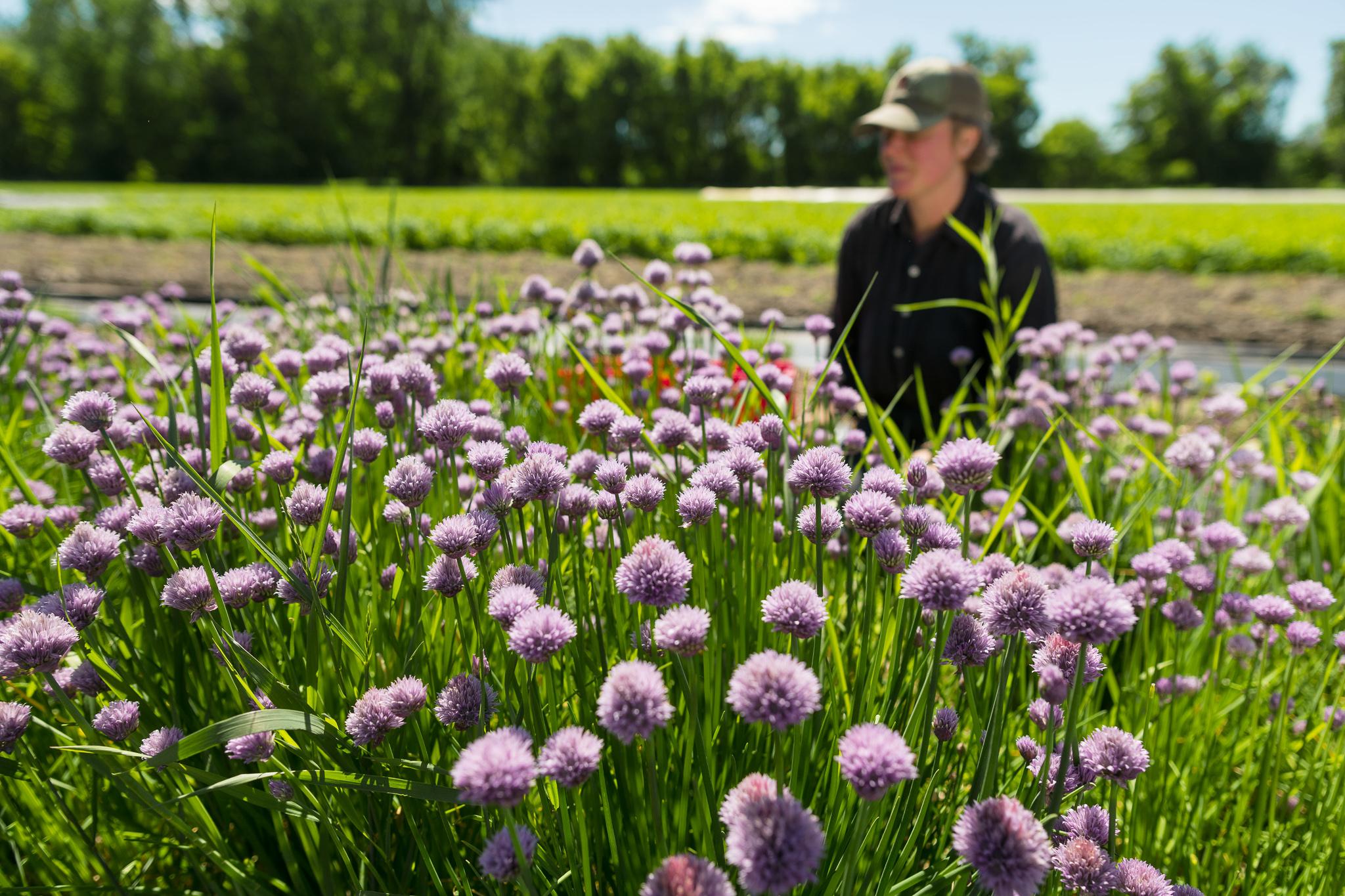 A farmer kneels in a field of flowers