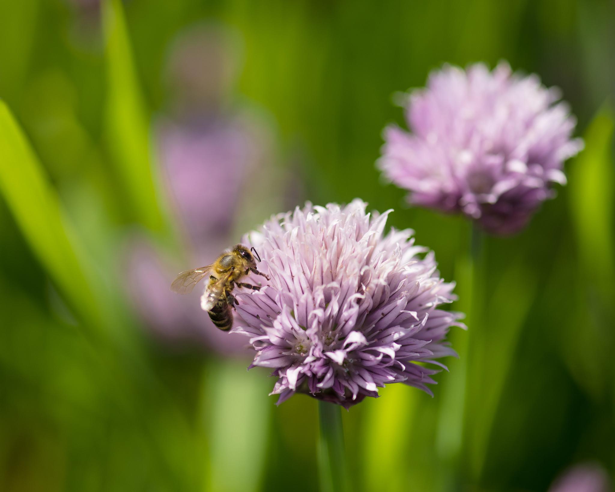 Bee on a clover