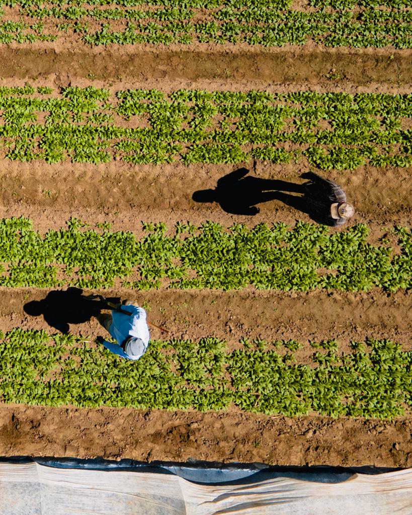 Two people walk through a farm field, seen from bird's eye view