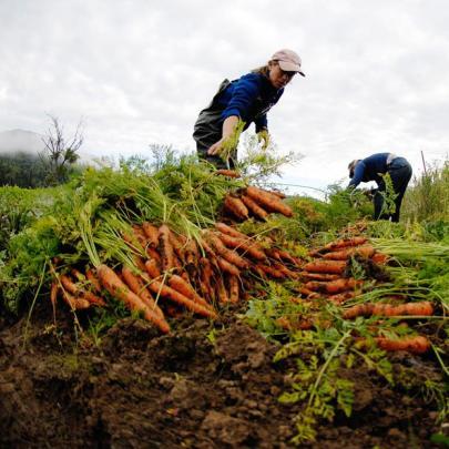 Farmers harvests carrots