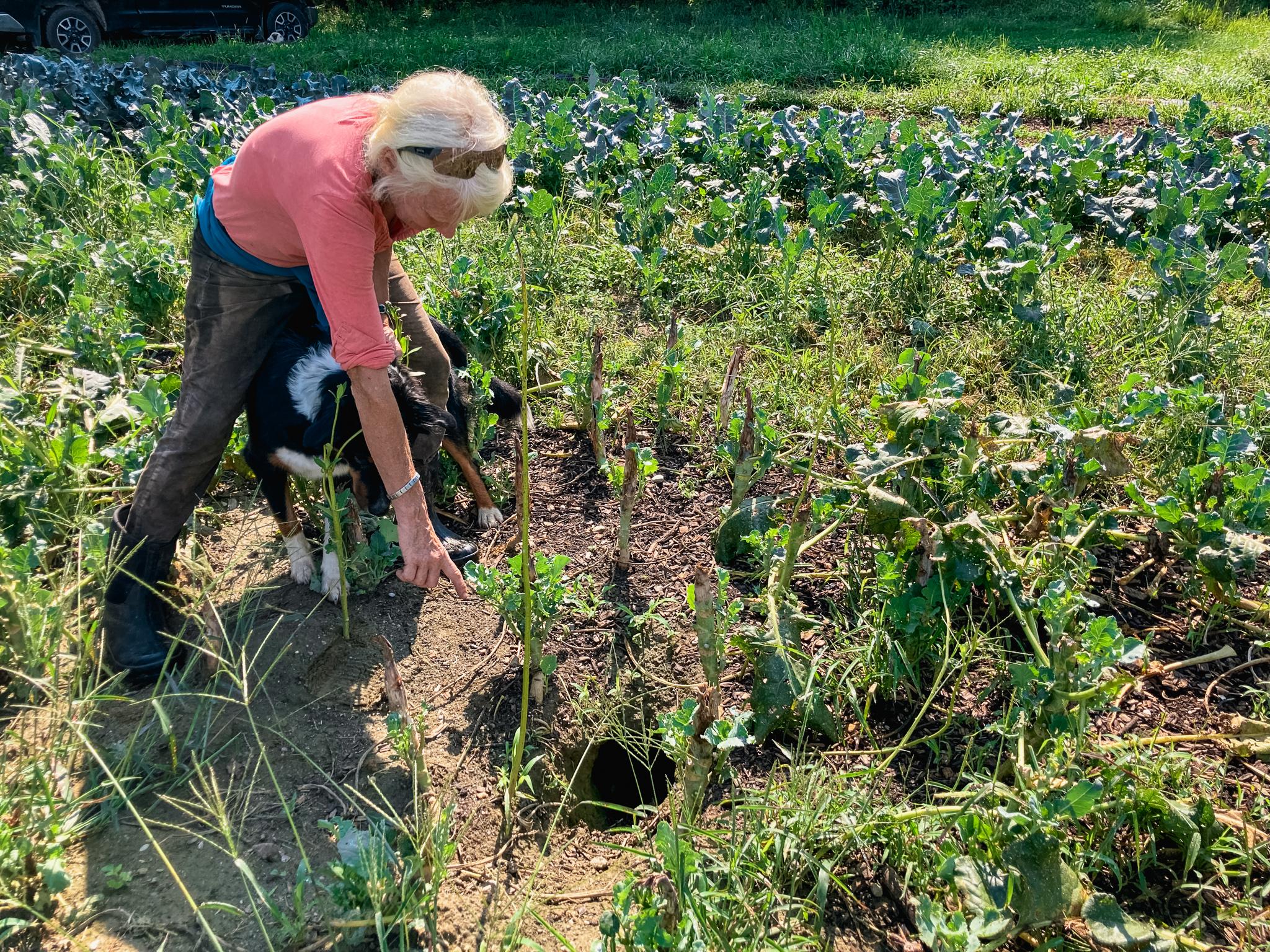 Scout points at a gopher hole