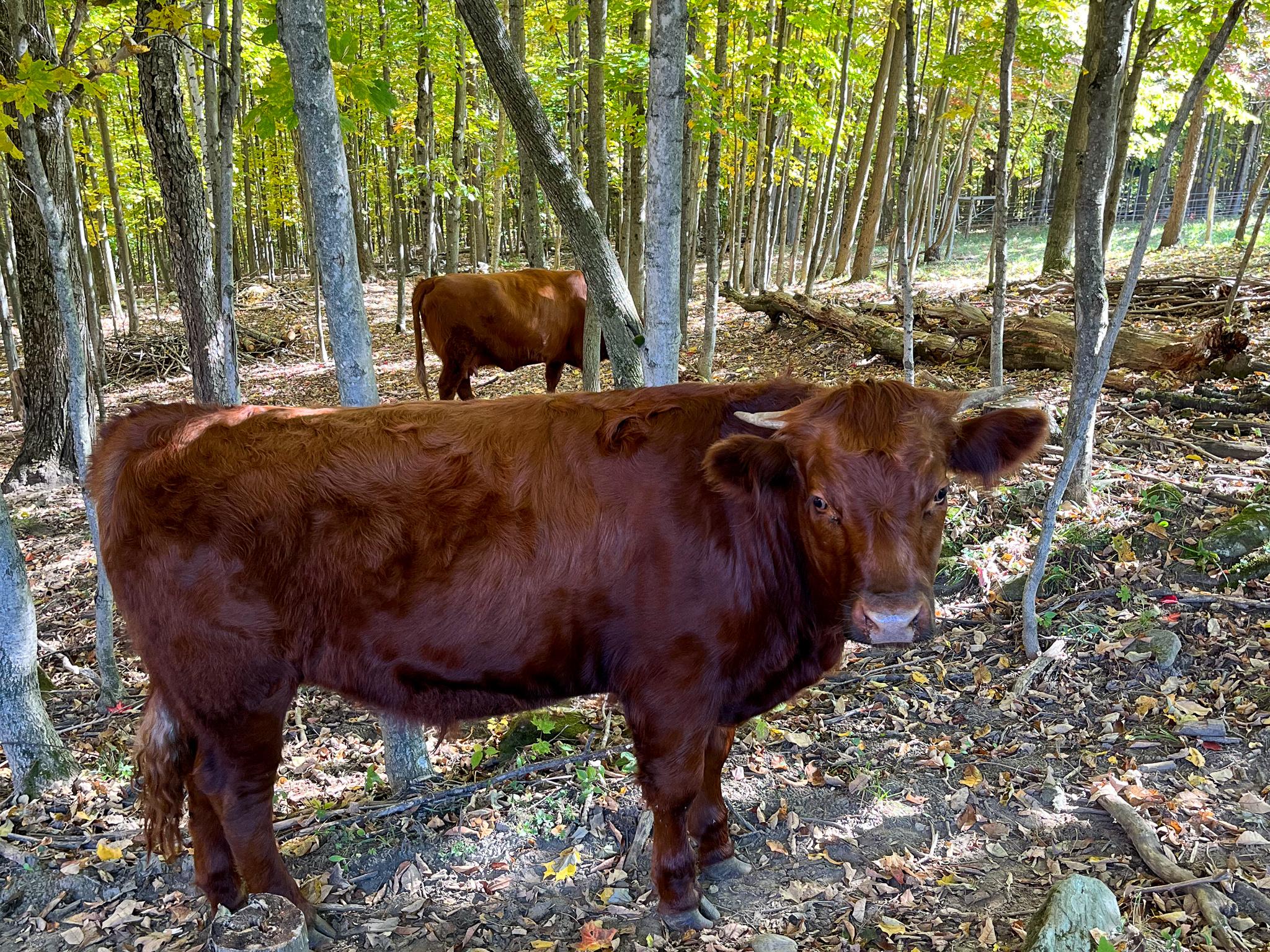 Cows grazing in a forest