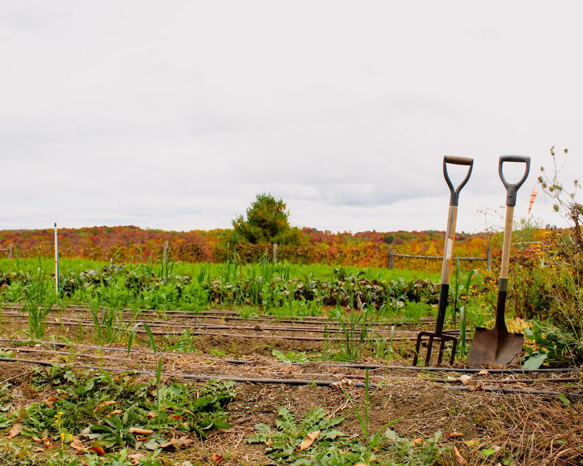 A rake and shovel pushed into the ground of a small farm plot