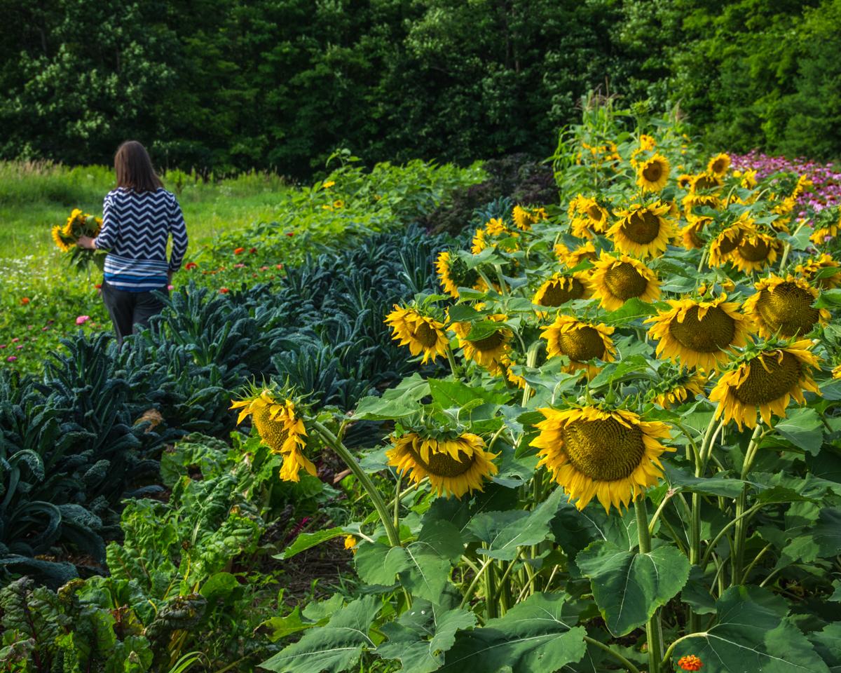 A person gathers sunflowers in a field