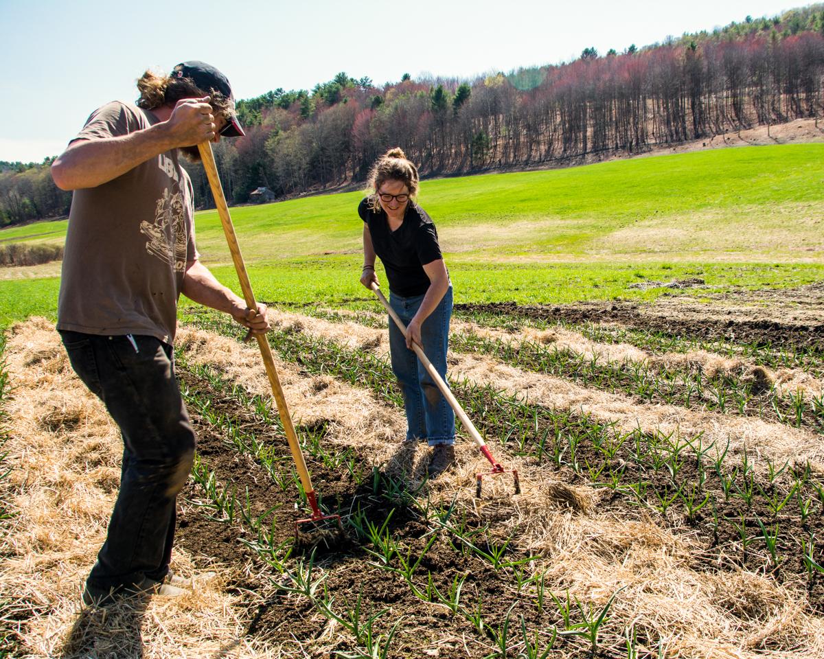 Two people raking in a field