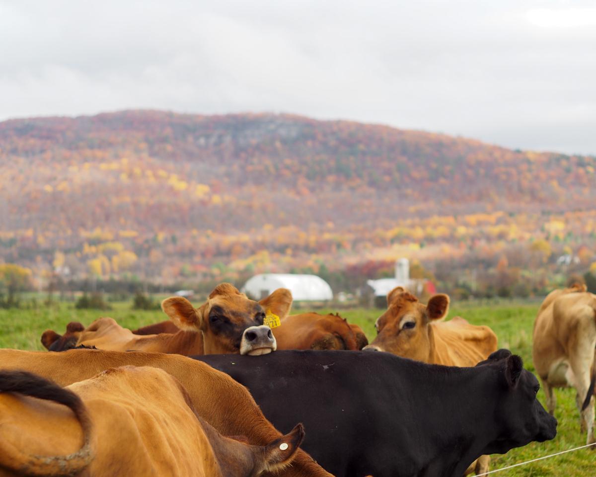 A herd of dairy cows graze in a grassy field. One cow rests its head on another's back.