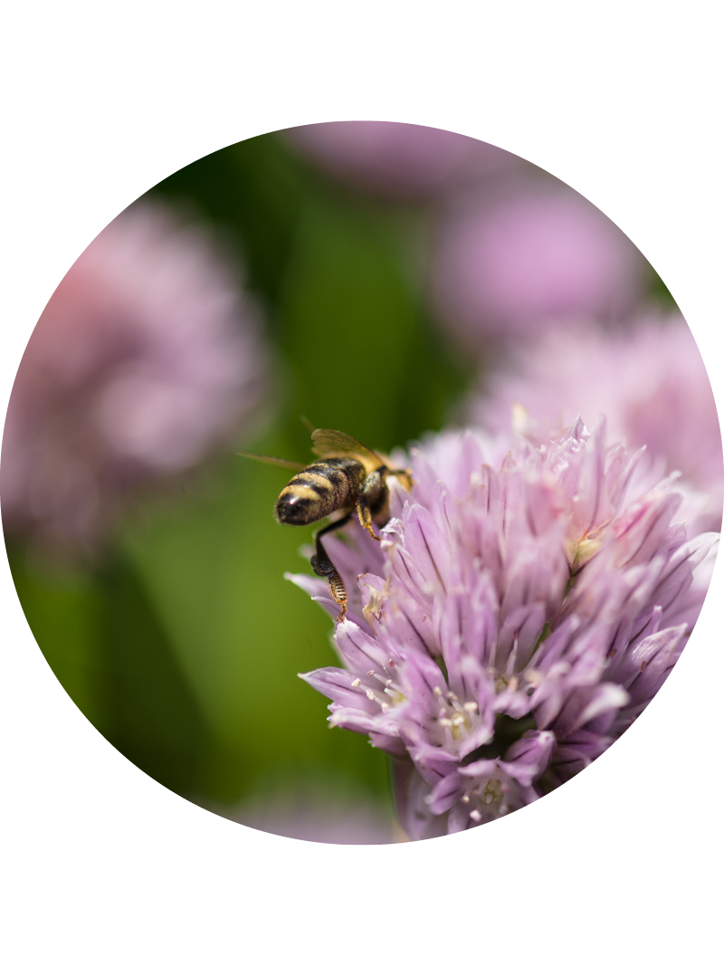 A bee lands on a chive flower