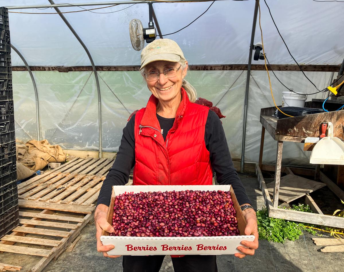 A woman stands inside a greenhouse holding a flat of harvested beans.