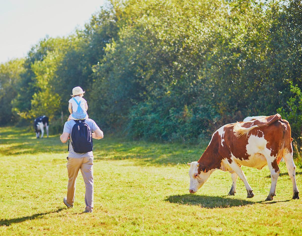 A kid and parent walk by a cow.