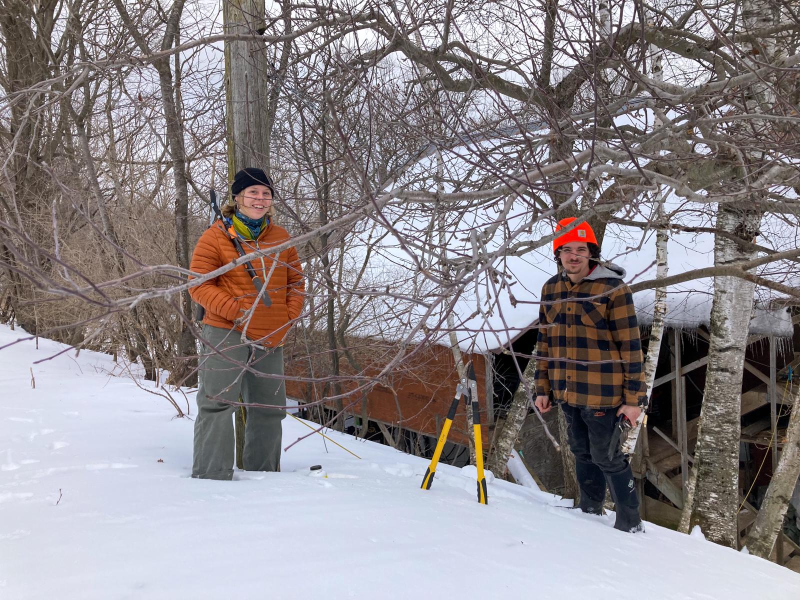 Two people prune a tree