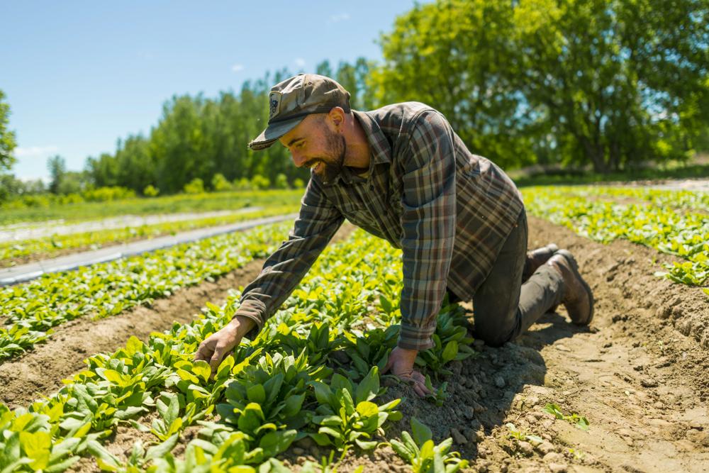 person picks lettuce in a field