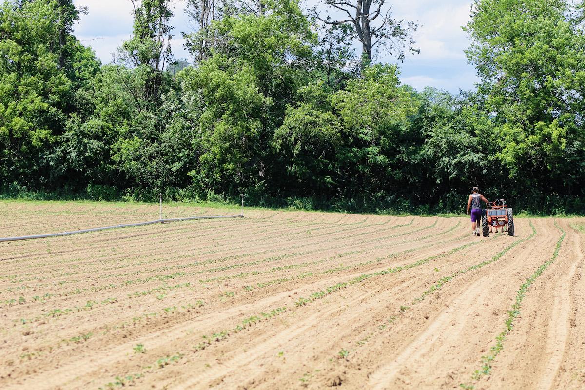 Farmer in field
