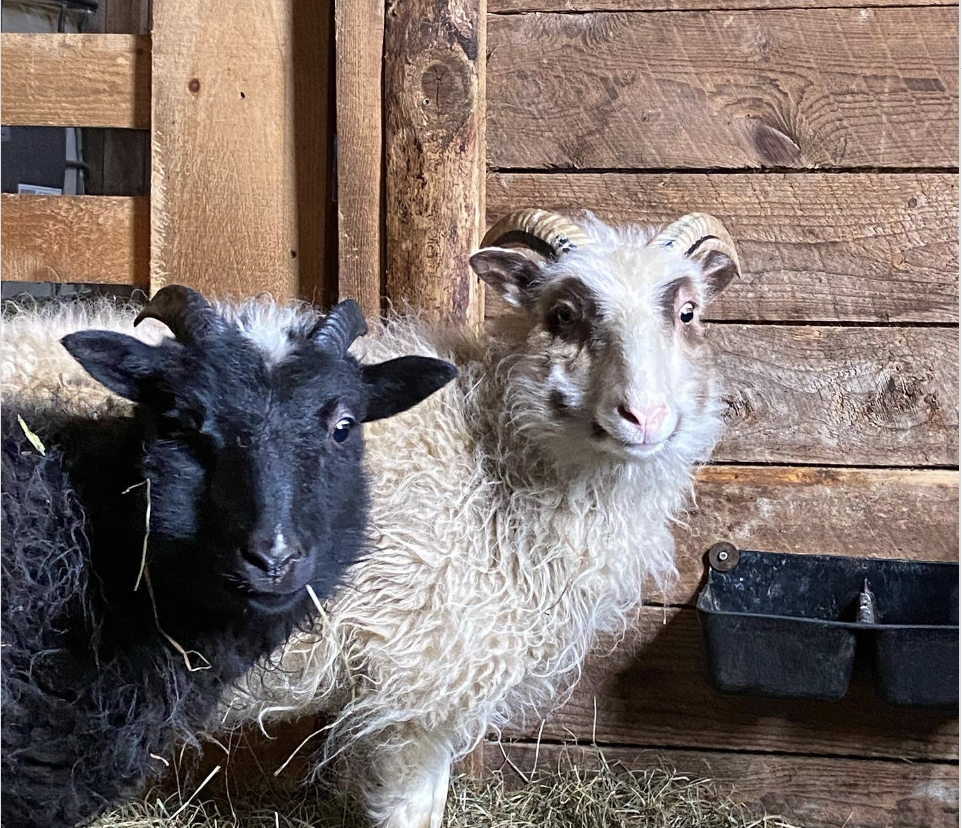 Two sheep