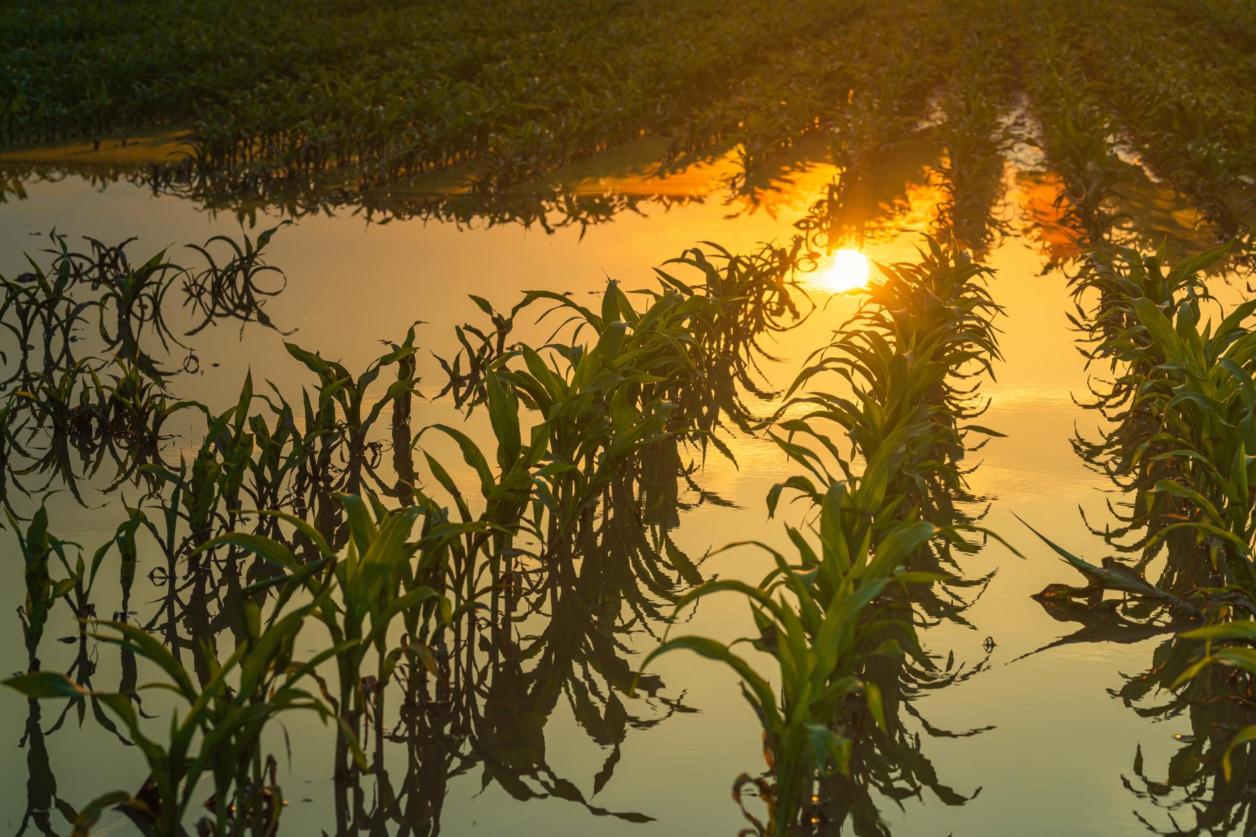 Flooded corn field