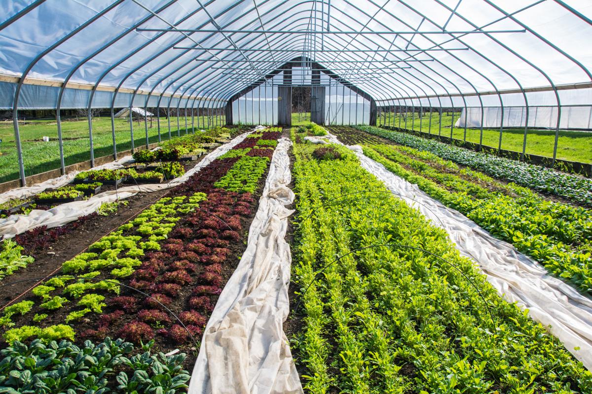 Hoophouse filled with greens