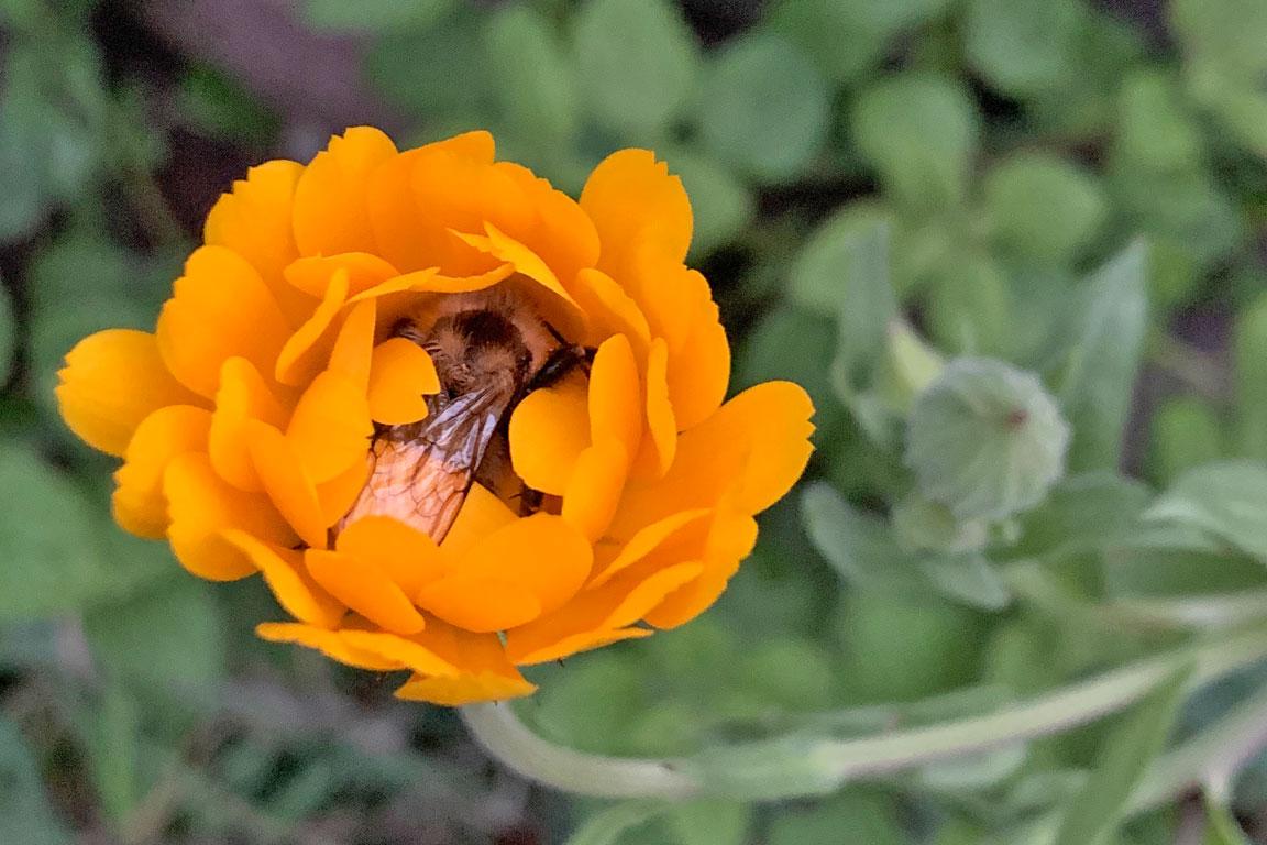 A bumble bee sleeping in a calendula flower