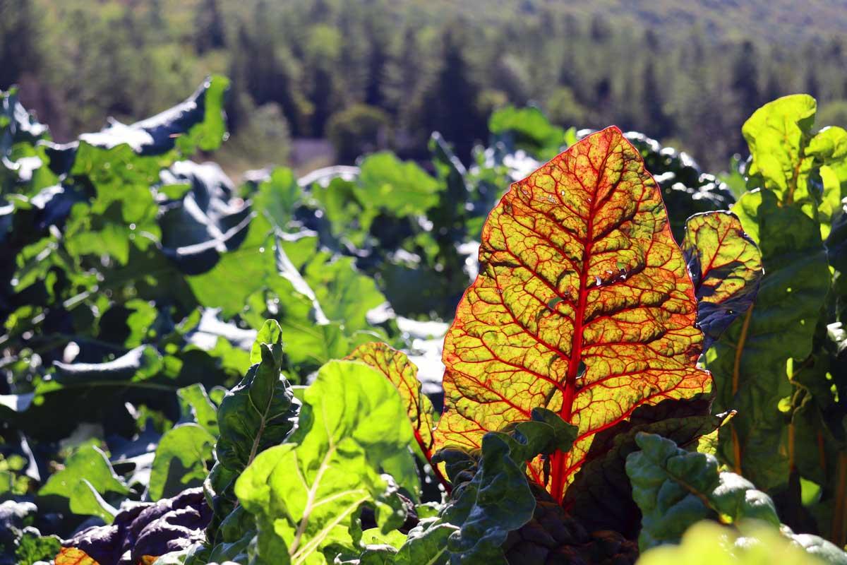 Swiss chard and other organic greens at Old Road Farm. 