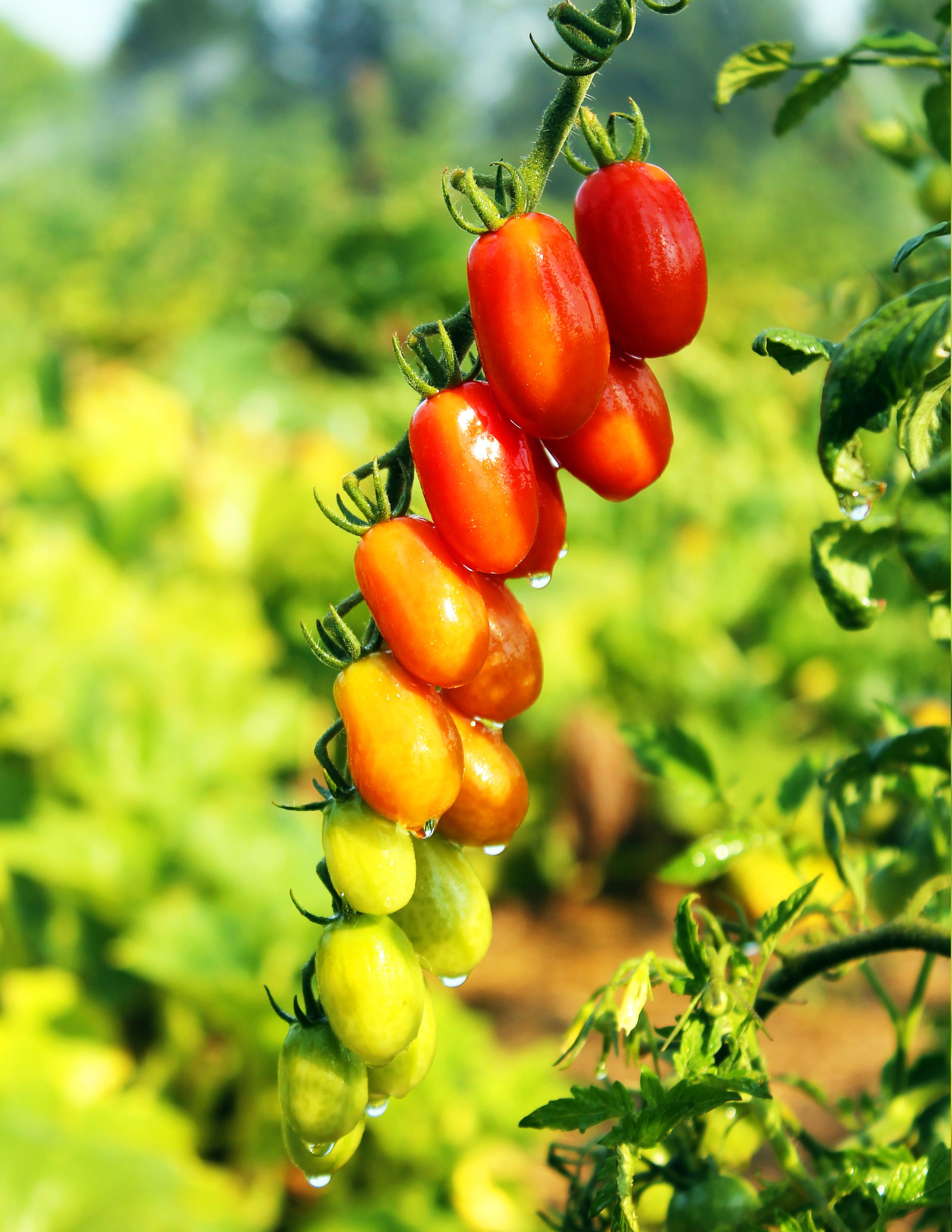 Cherry tomatoes hanging from a vine