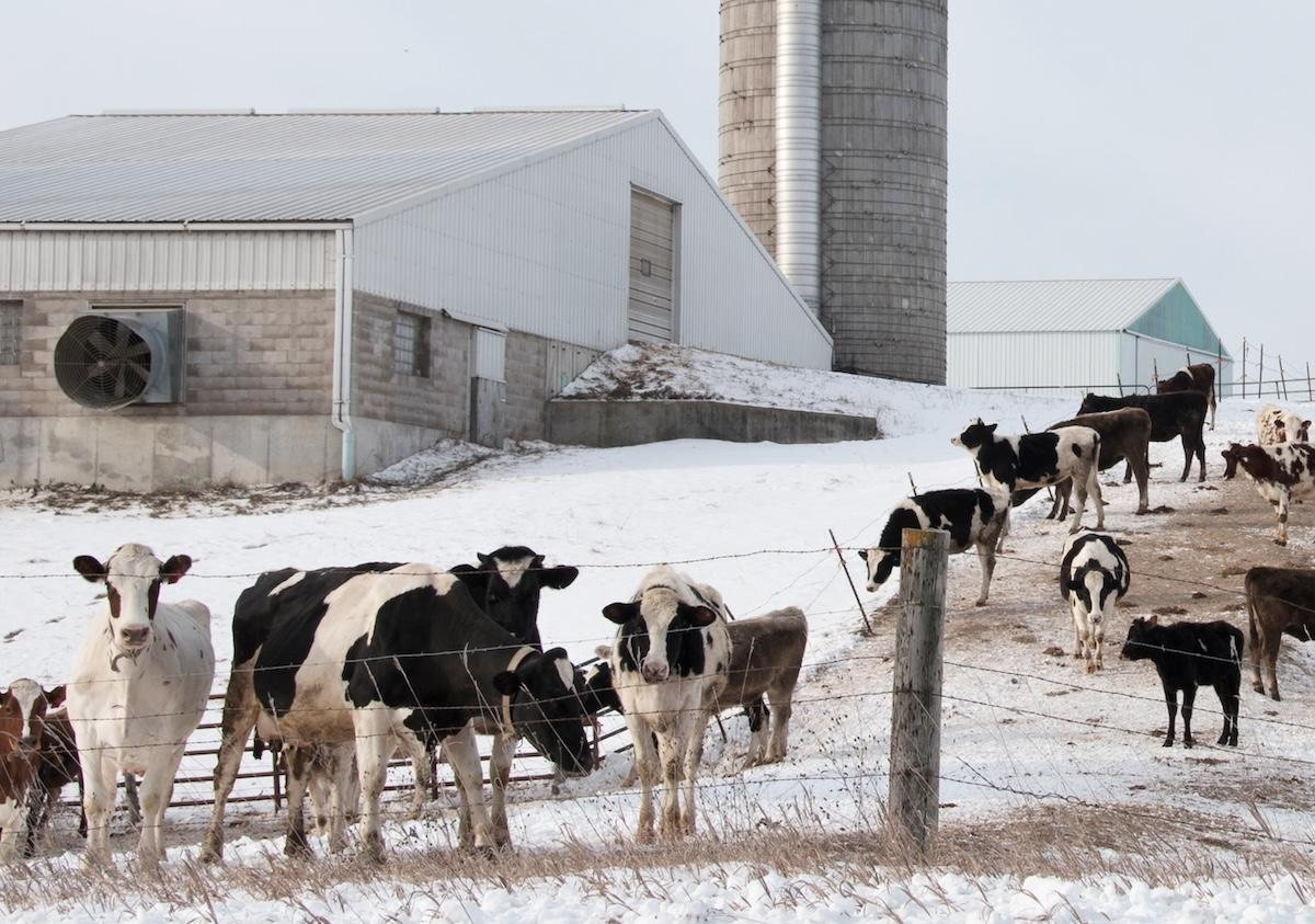 A group of cows outside a barn in the snow