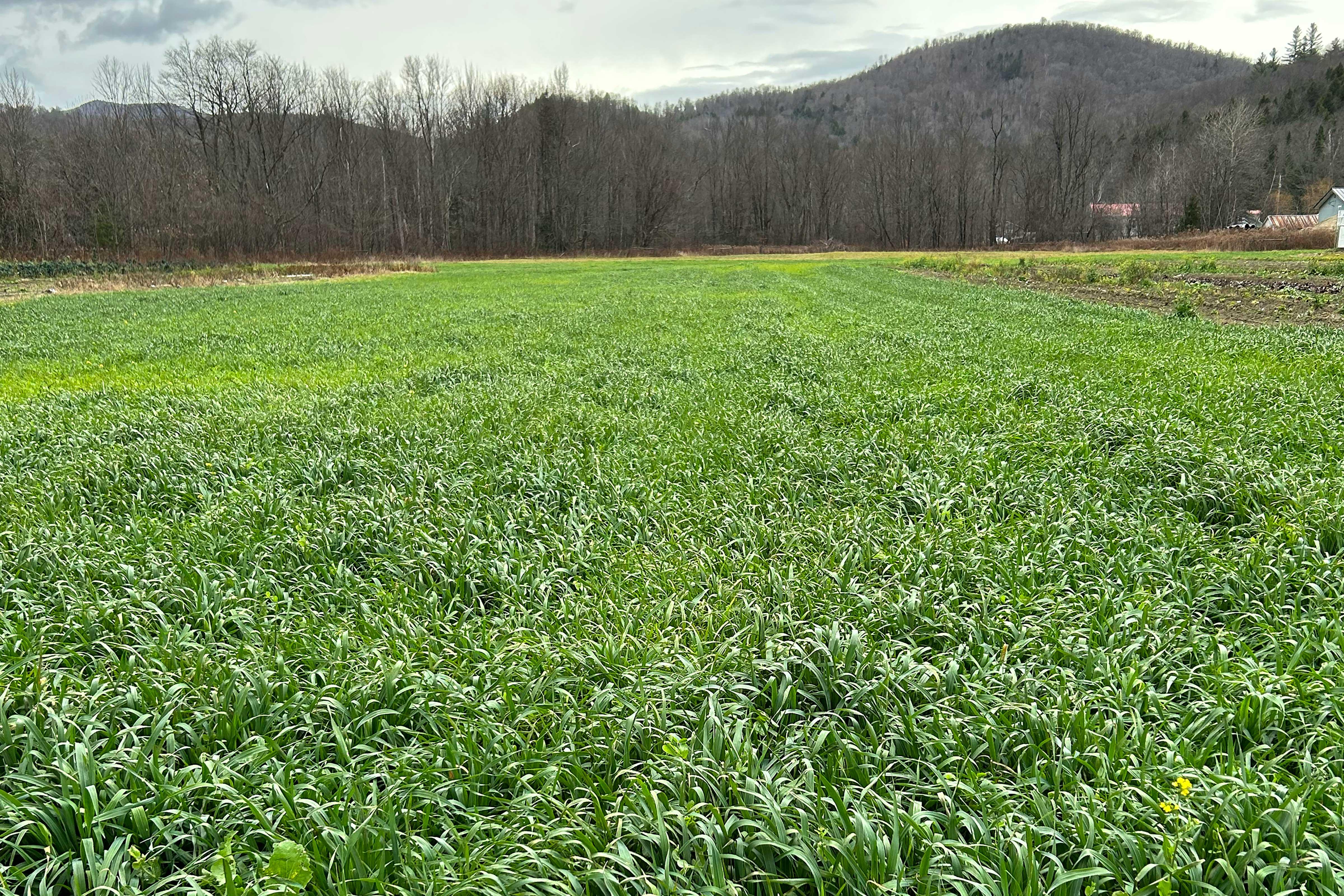 lush field of organic cover crops at Old Road Farm