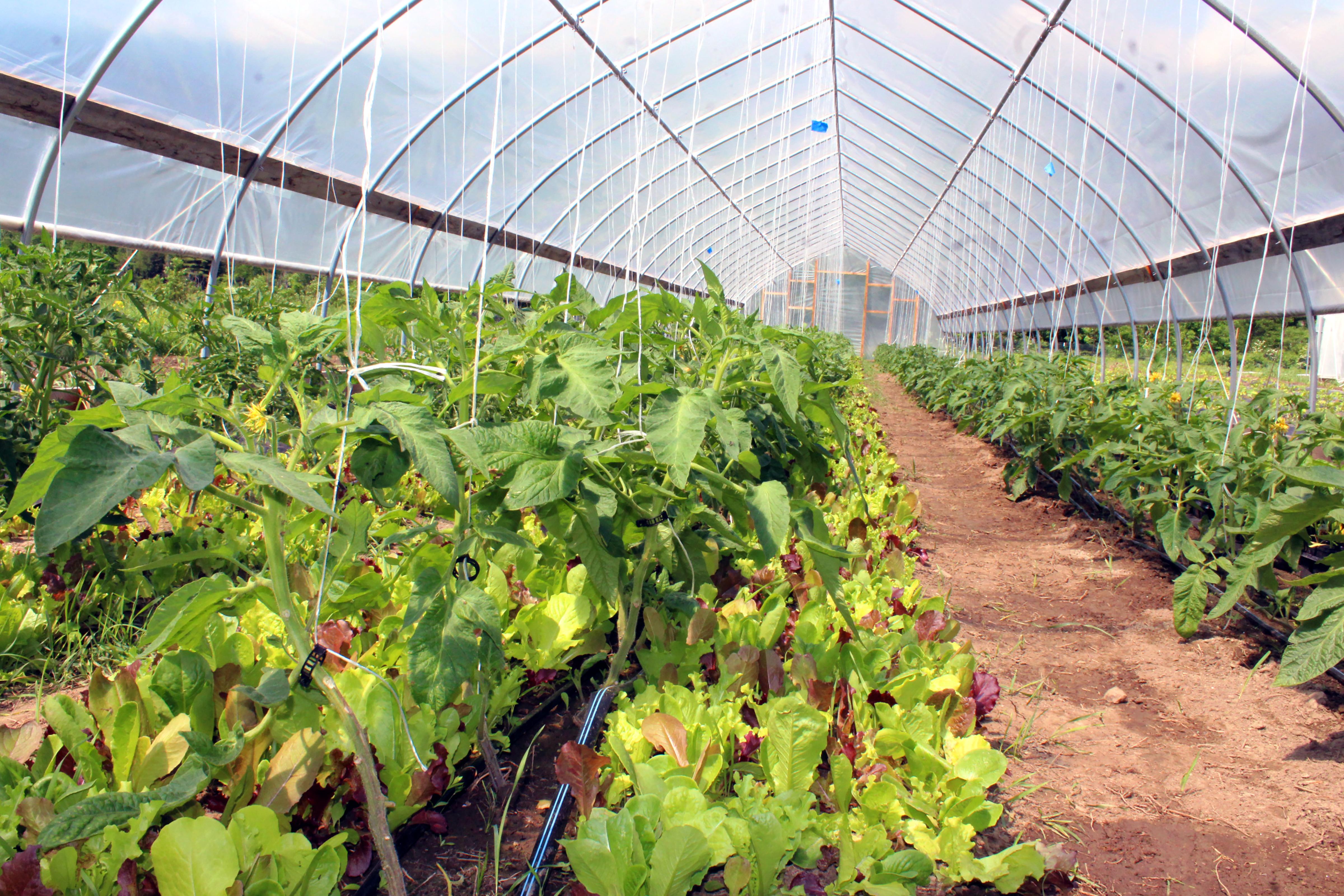 Inside a high tunnel full of greens at Old Road Farm