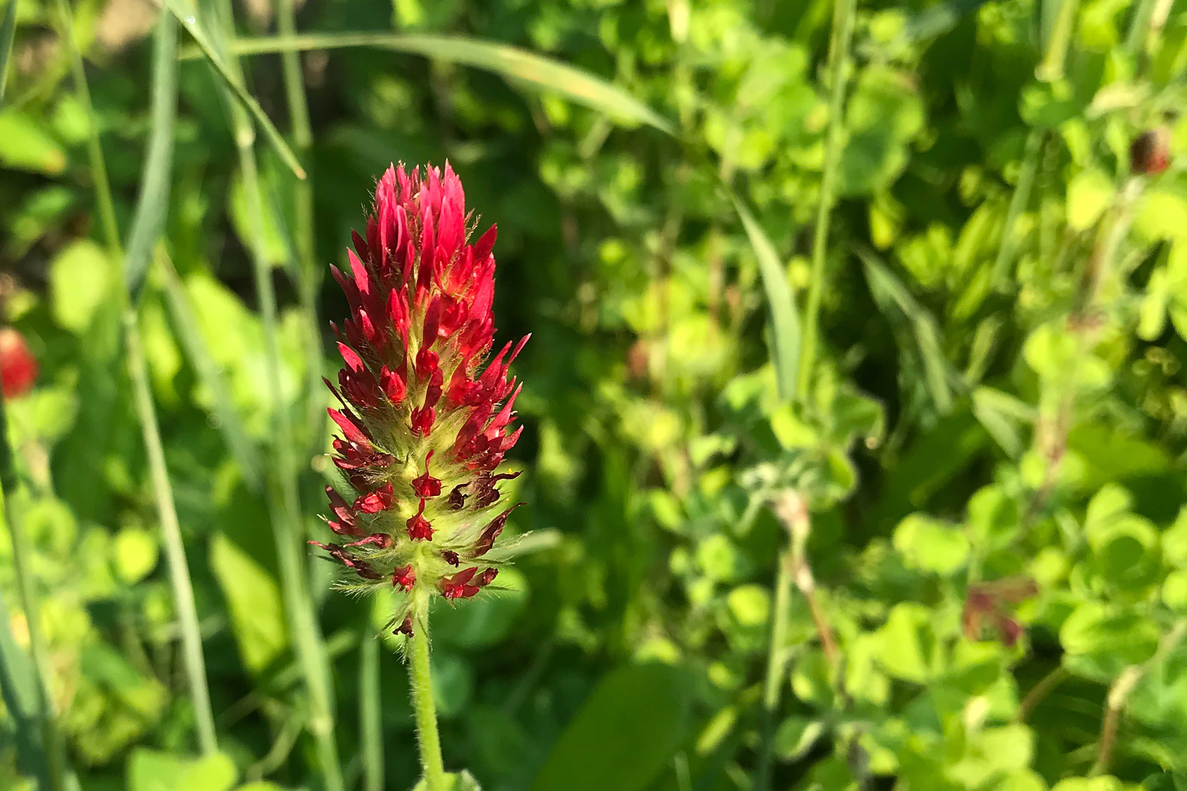 diverse cover crop mix 