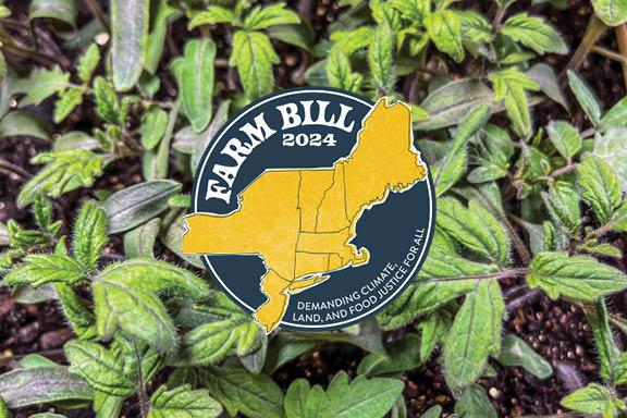 tomato seedlings with 2024 farm bill logo
