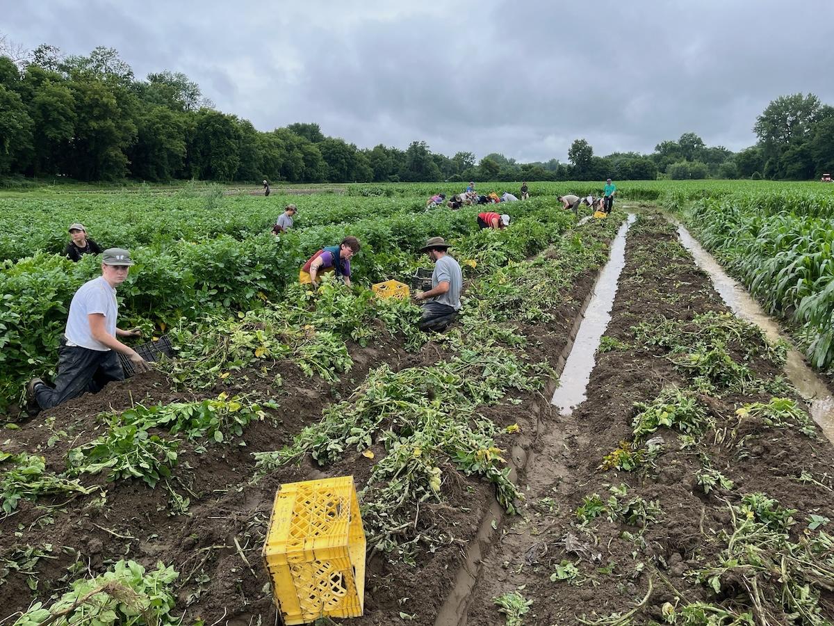 People harvest vegetables in a flooding field