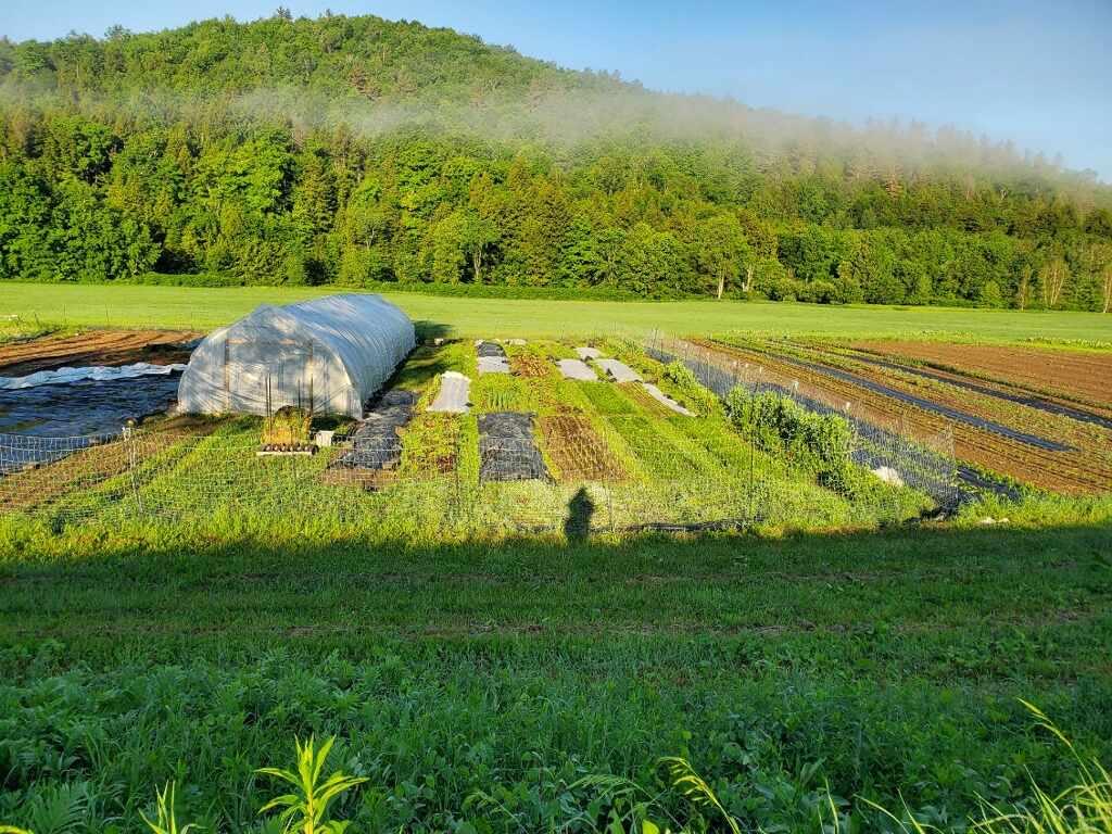 Farm fields at New Tradition Farm