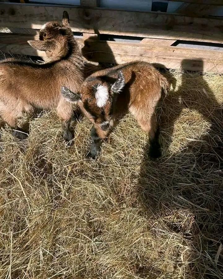 Baby goats