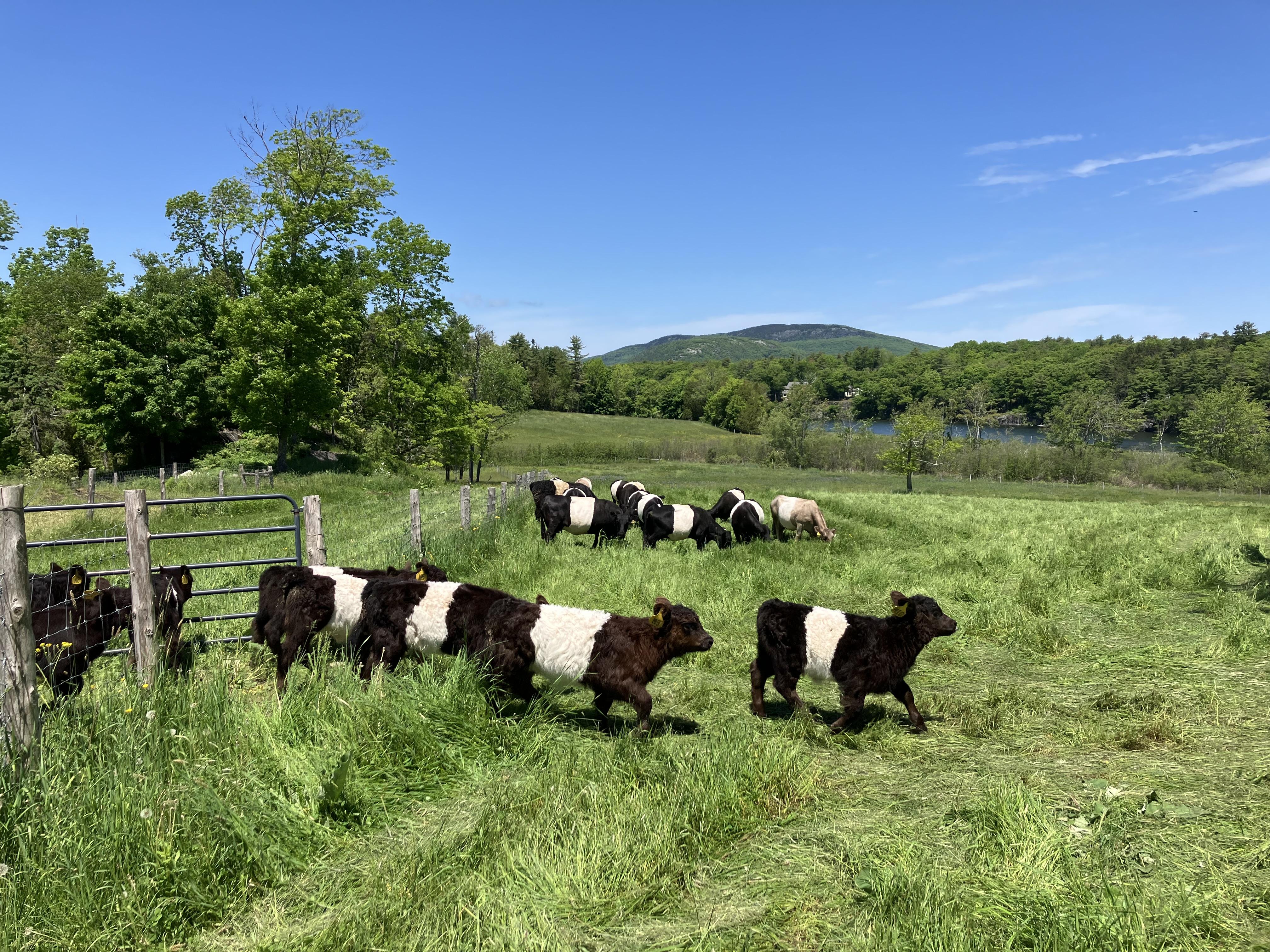 Aldermere Farm's Iconic Belted Galloway Herd