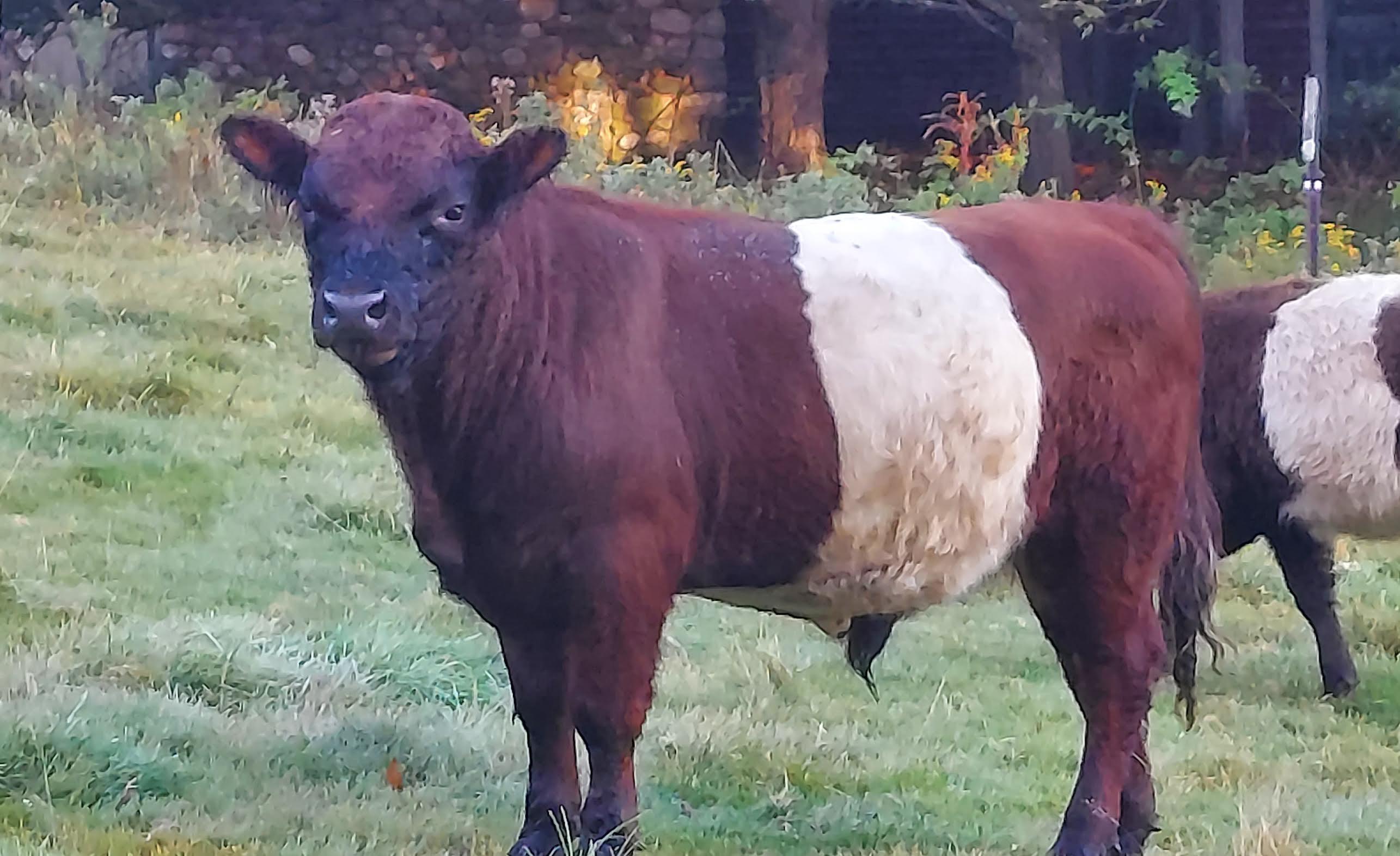 Purebred Belted Galloway Bull
