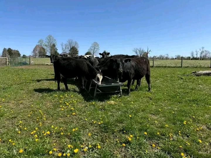 Cattles 