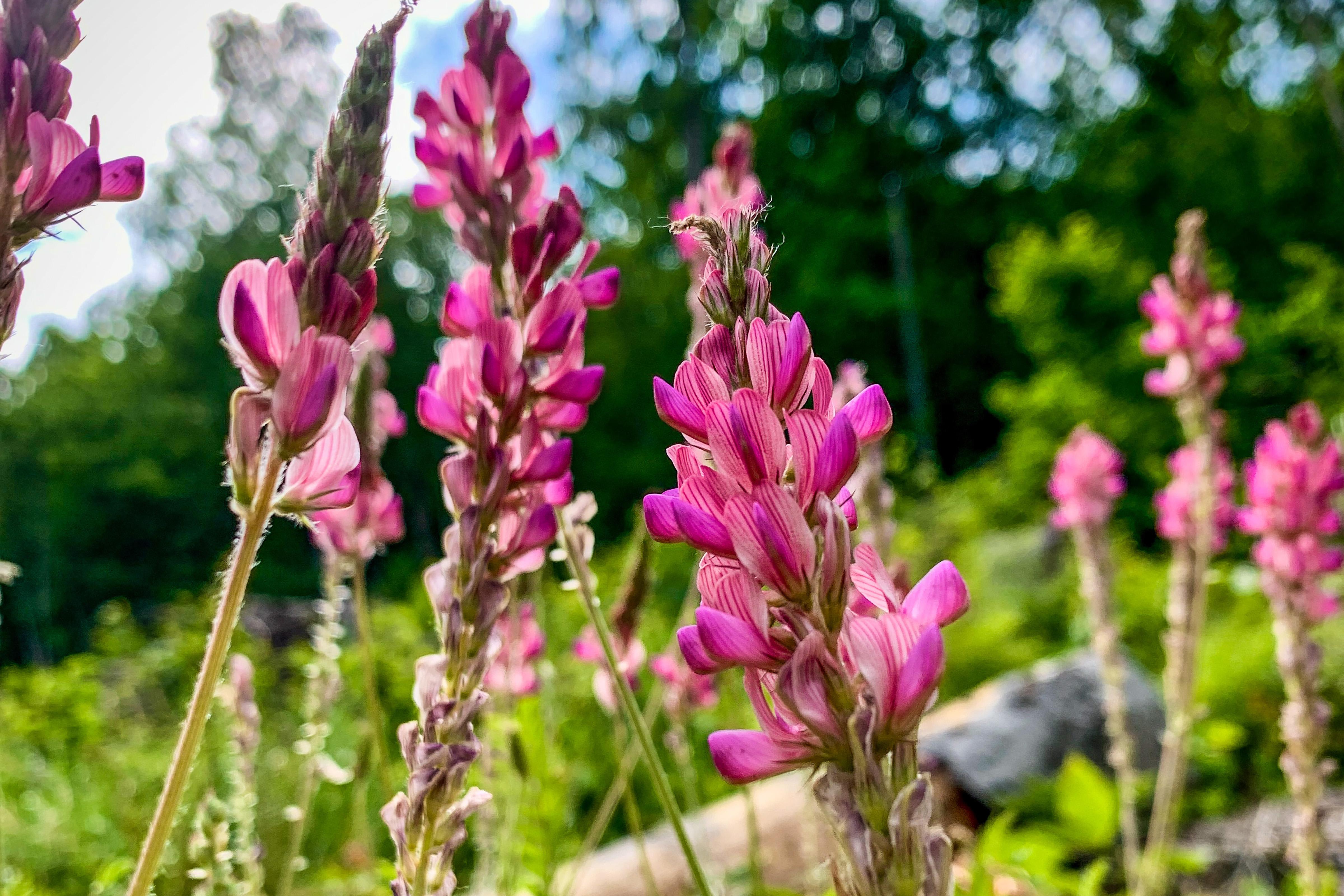 Astragalus in full bloom in a food forest in Weybridge