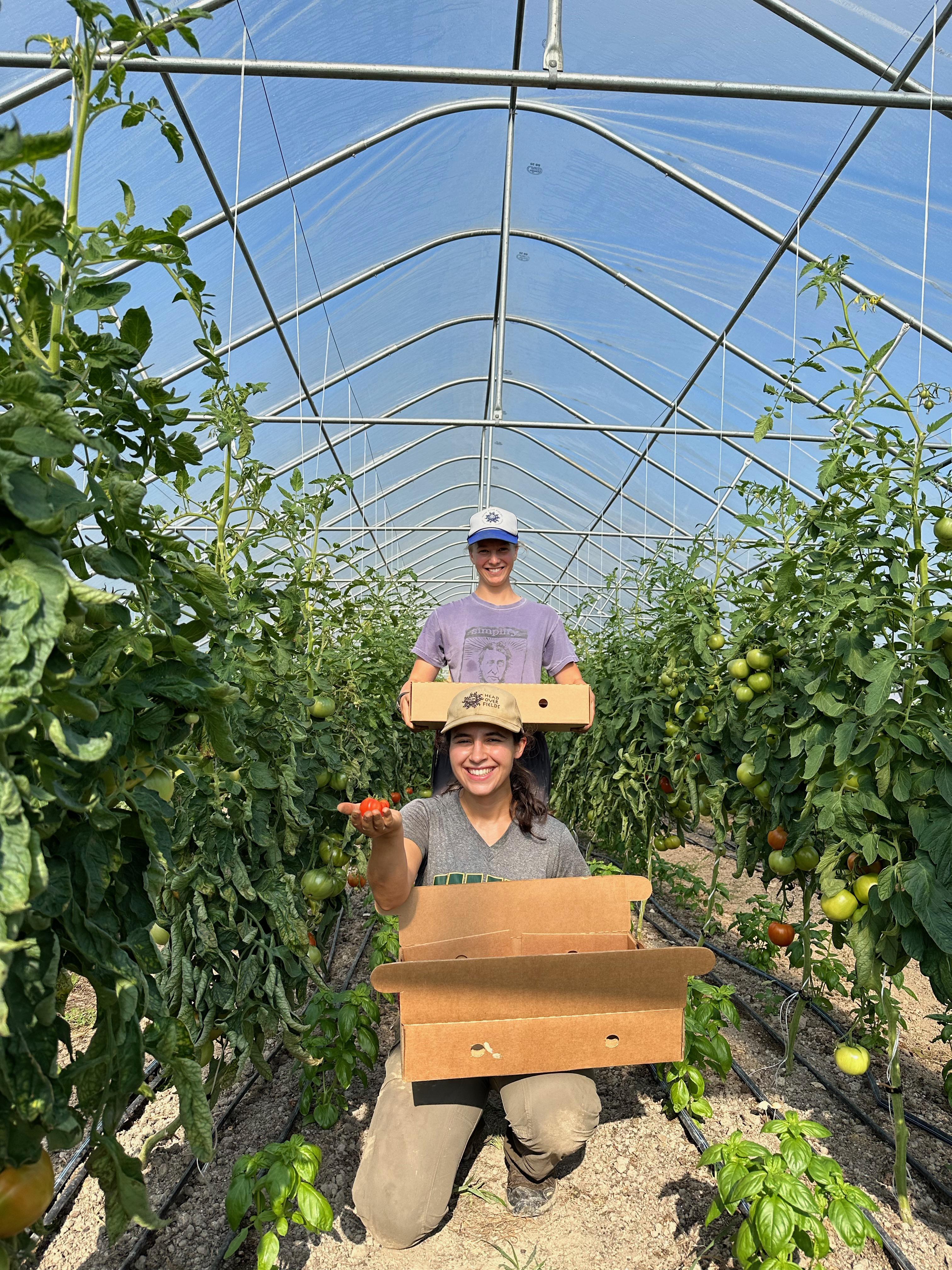 HOF Crew picks tomatoes