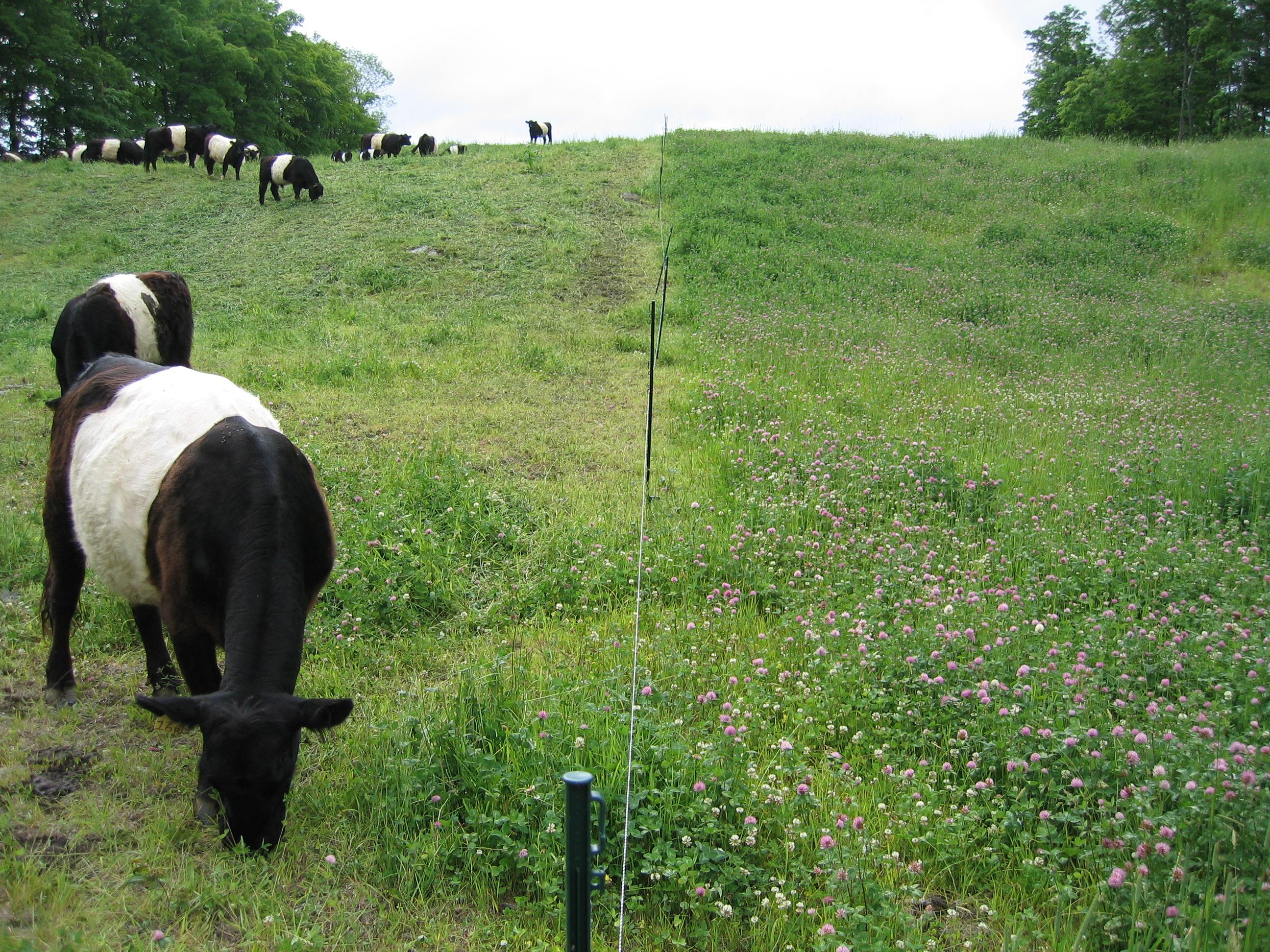 Managed grazing of belties