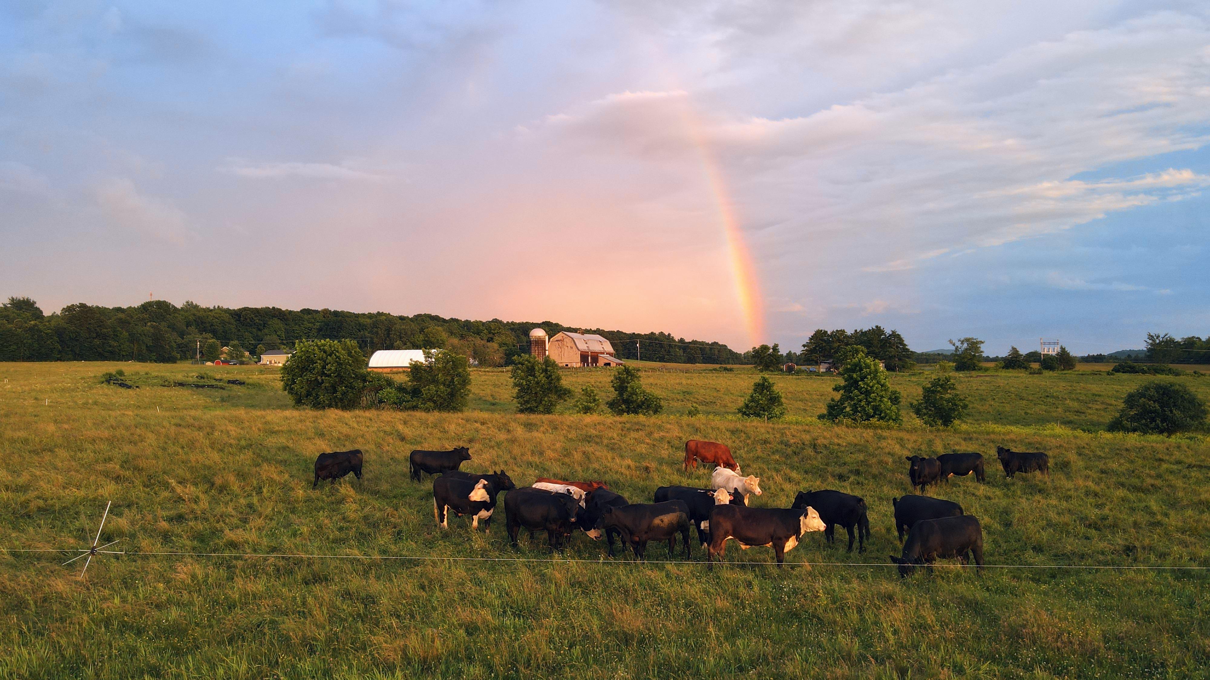 Image of cows behind barn
