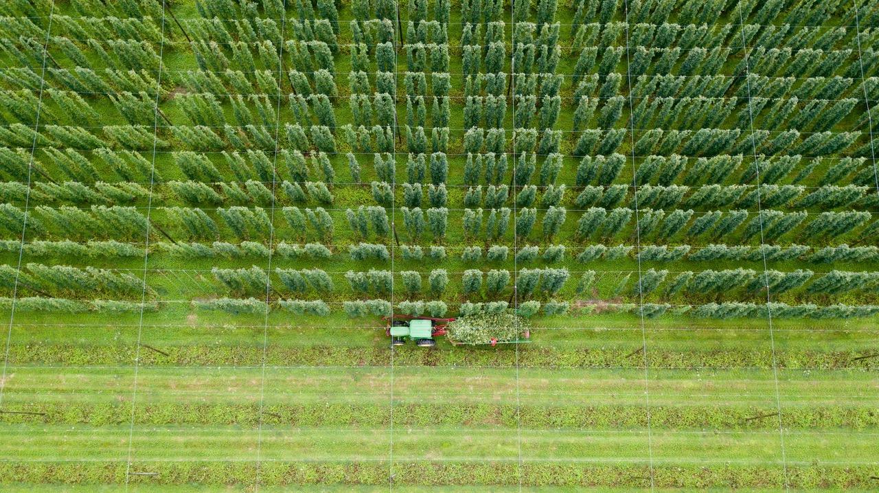 Harvesting Hops in the Field