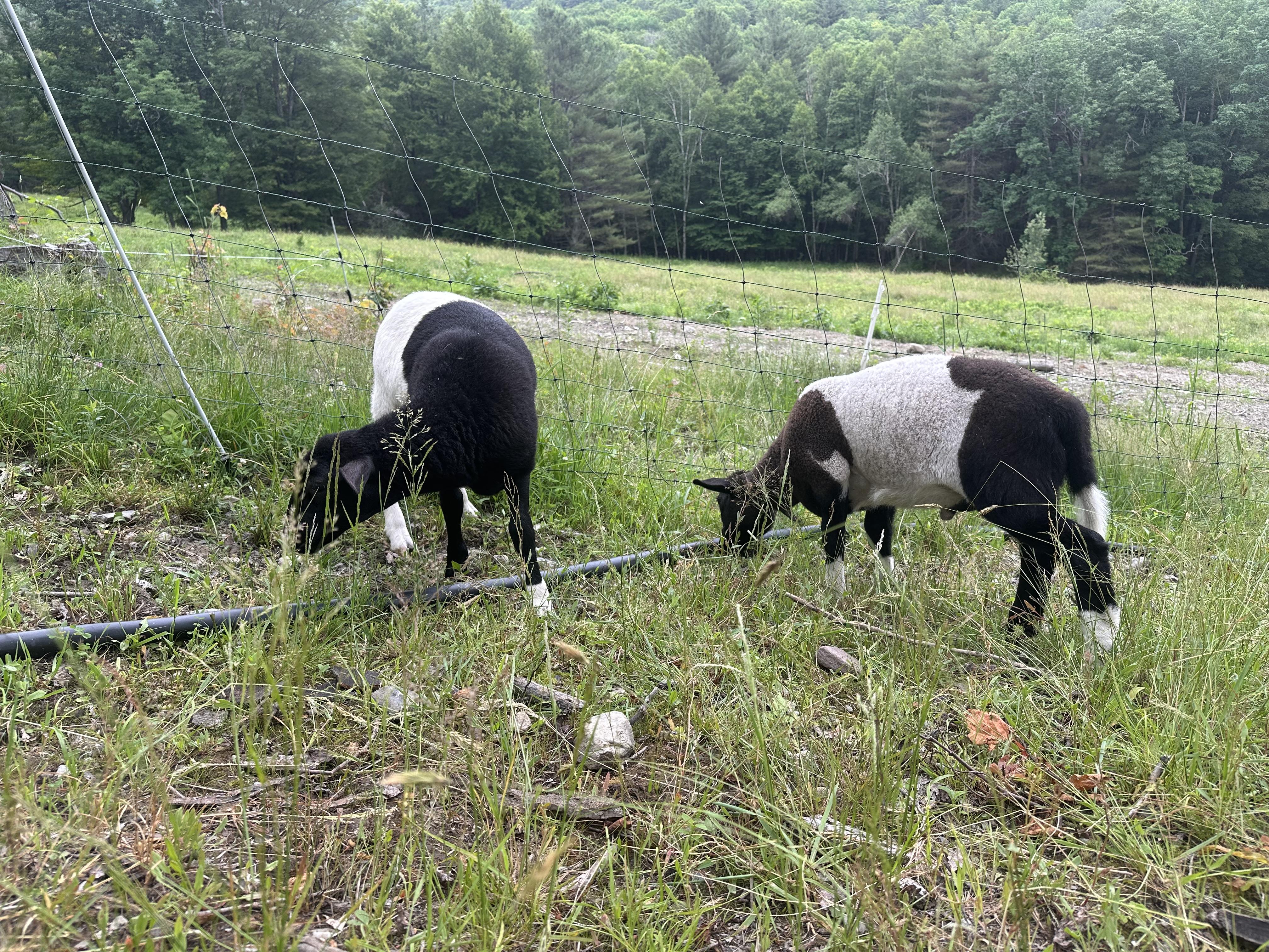 Ewe and Ram lamb