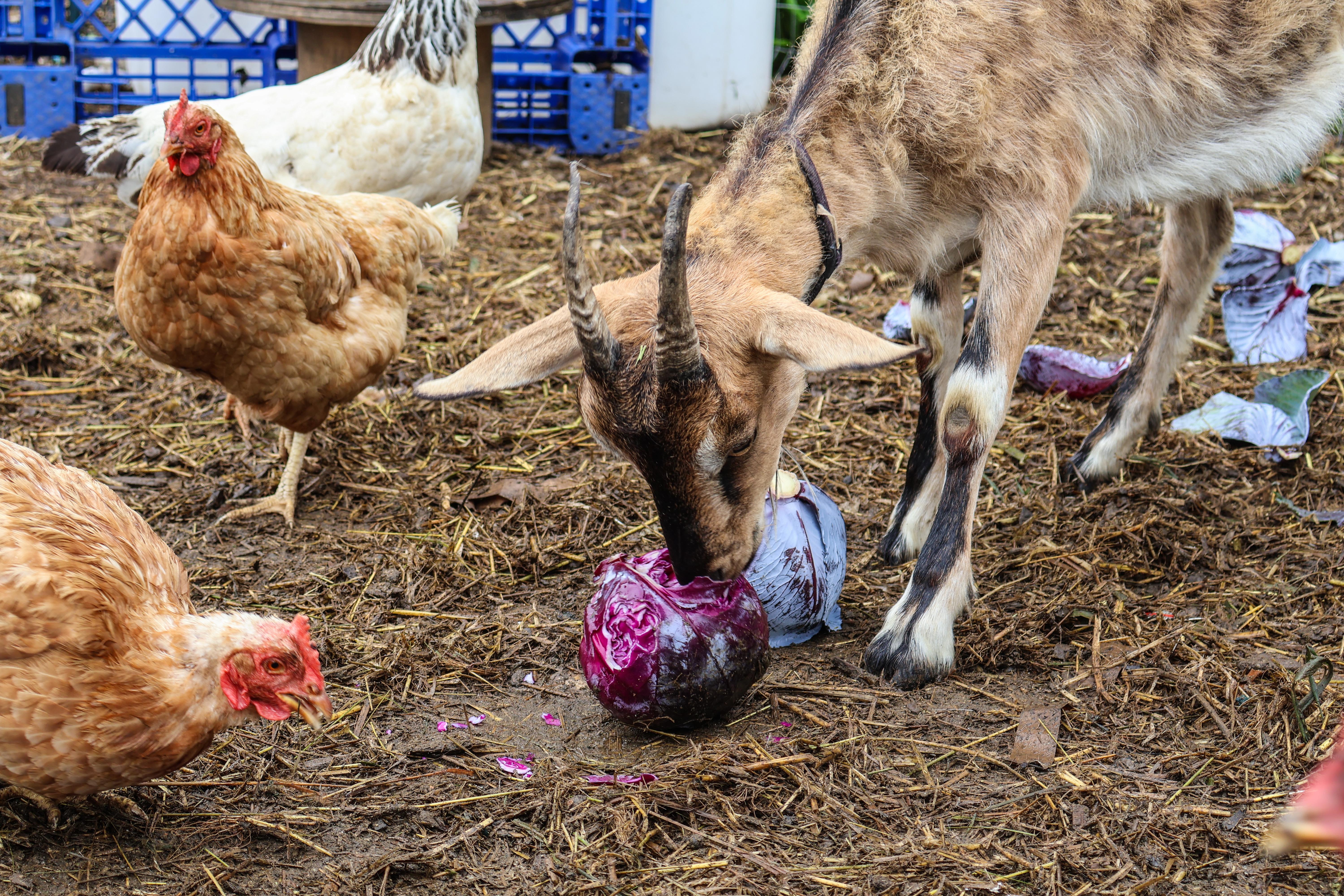 A goat at Khelcom Farm enjoys munching on a head of red cabbage as a few hens hover nearby hoping for scraps