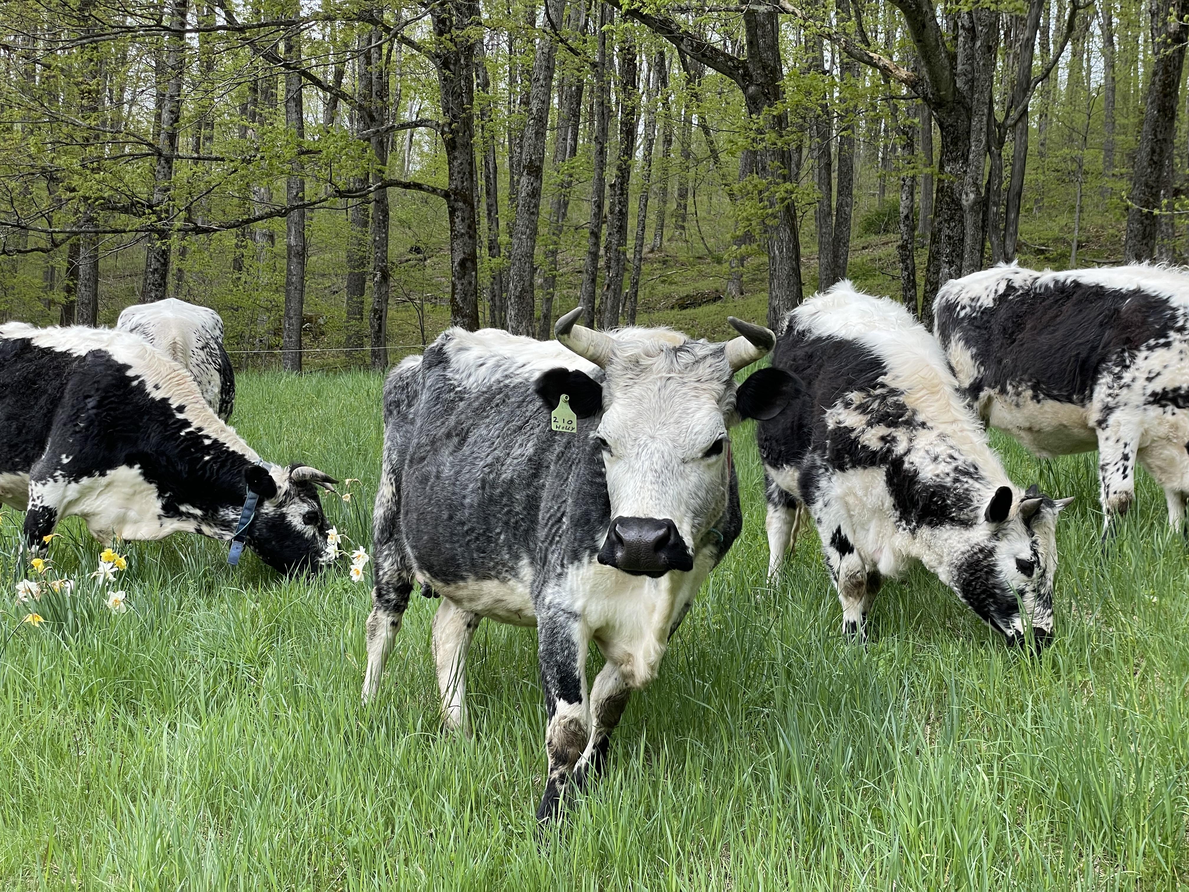 Cows