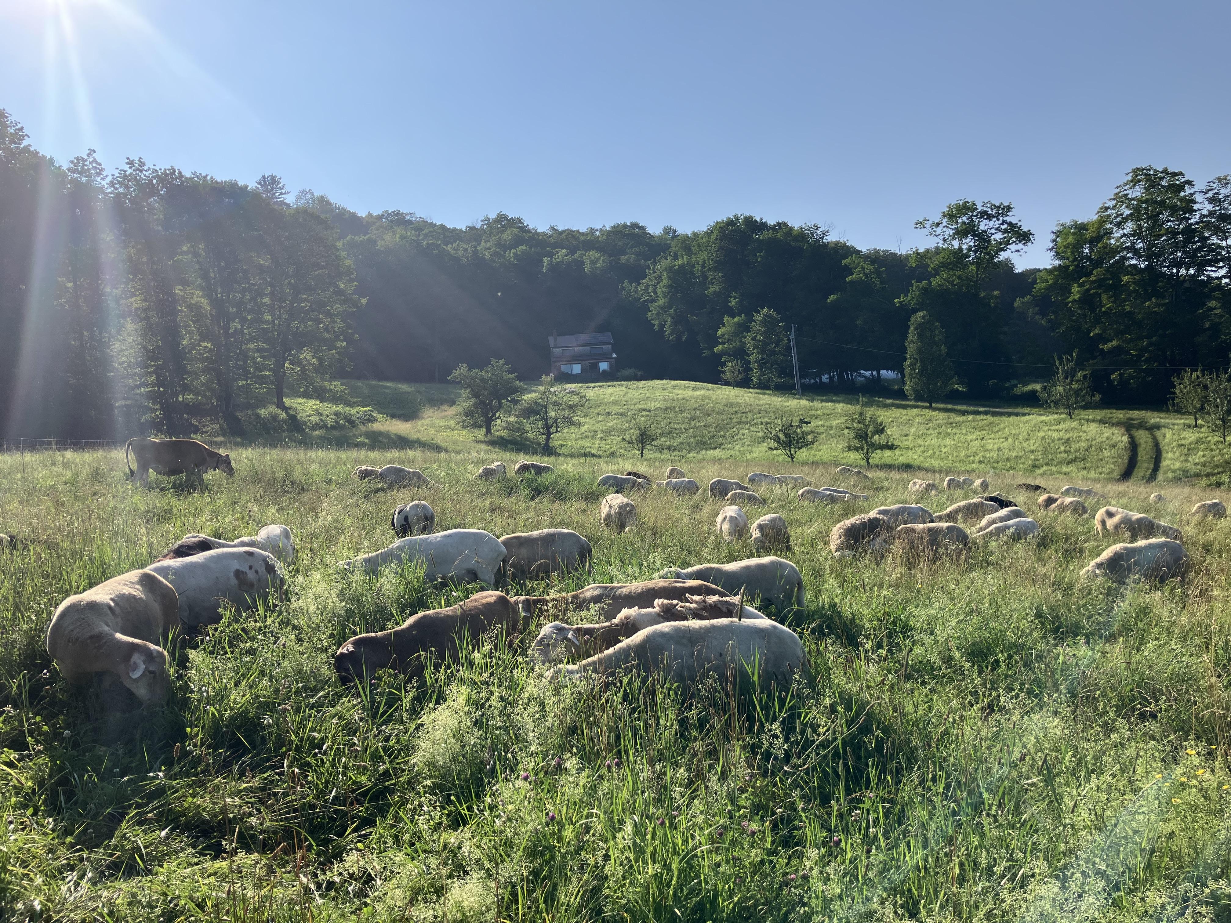 A sunny blue sky over sheep on pasture. 