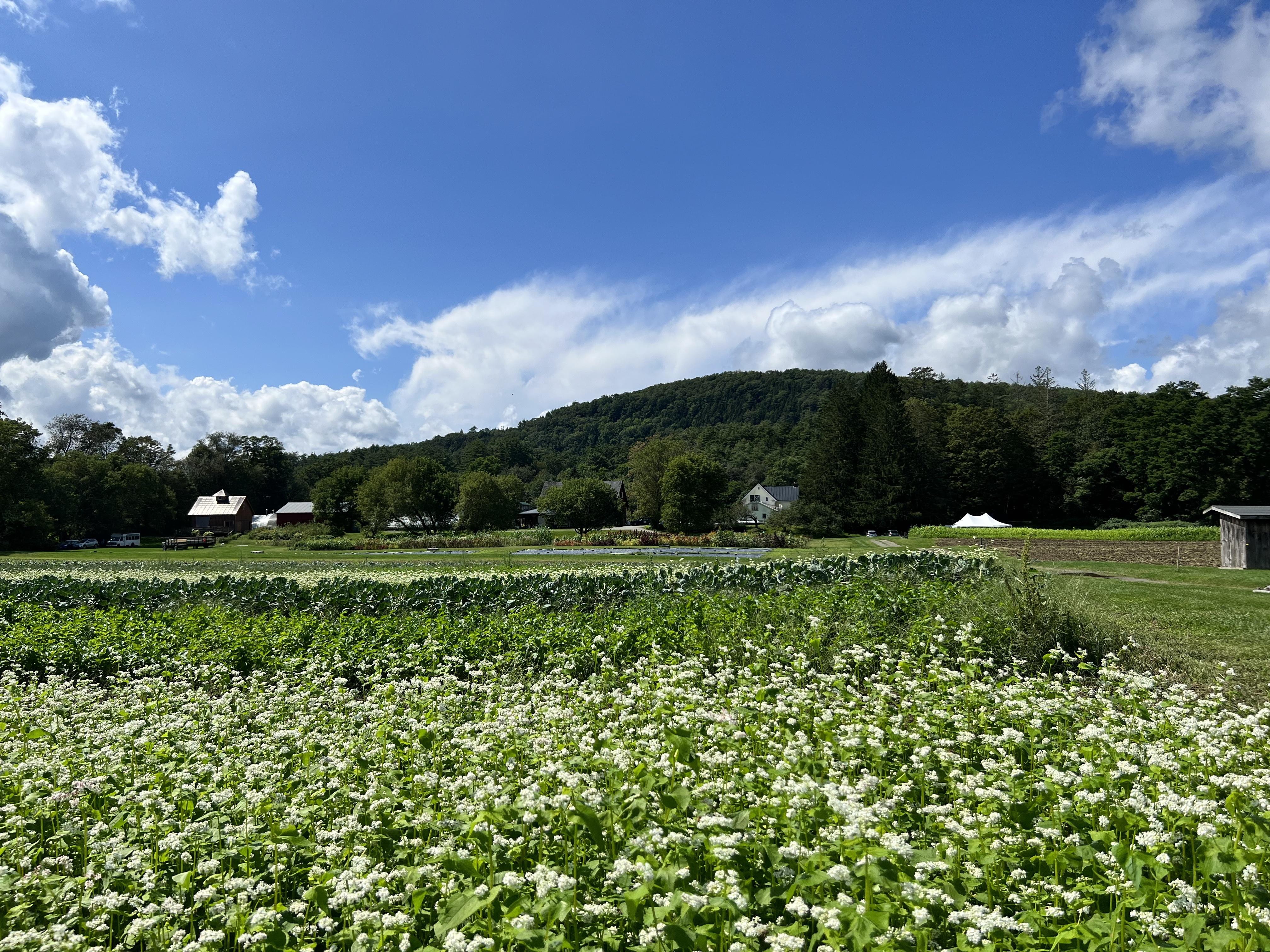 late summer cover crop