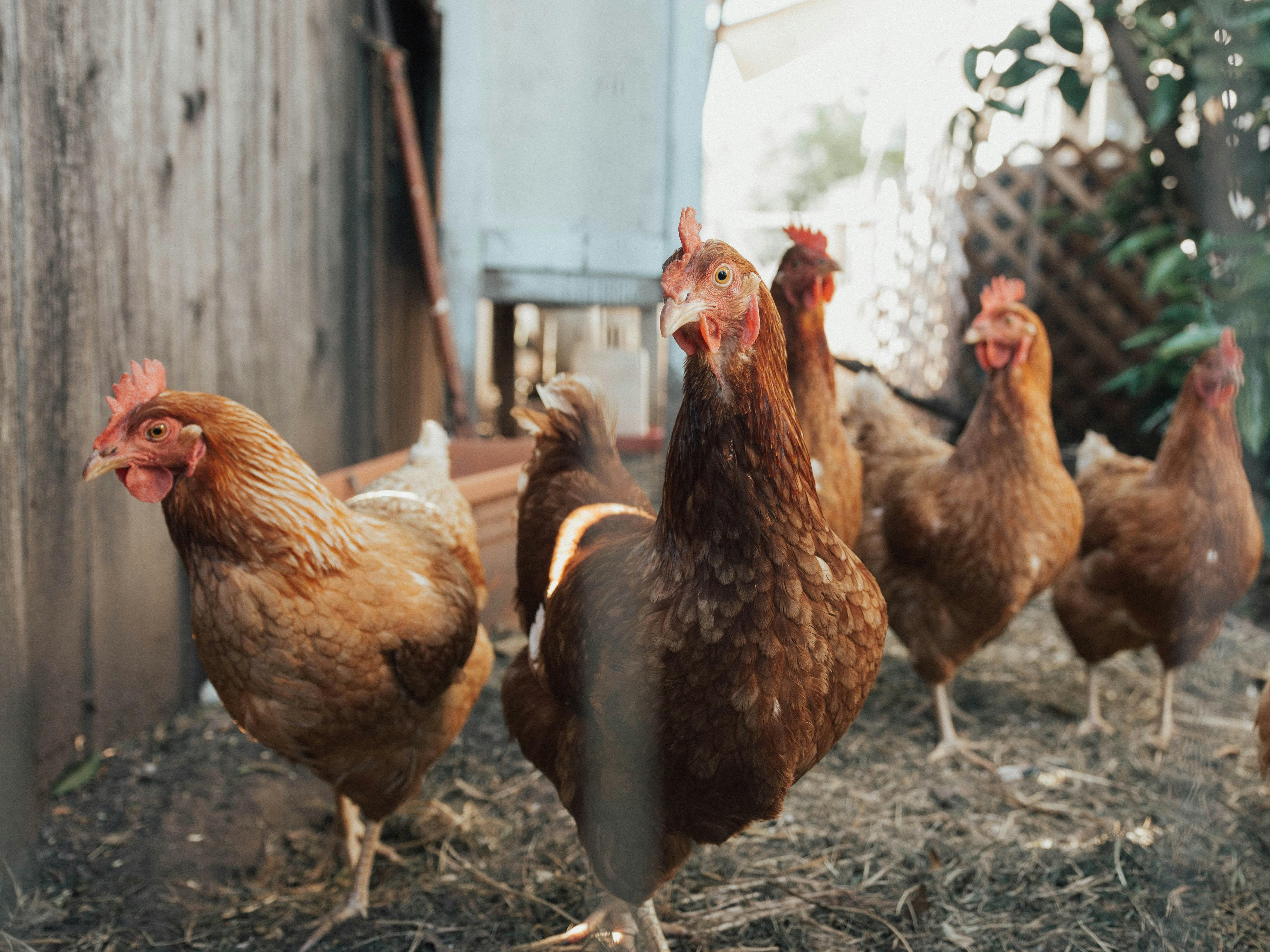 Image of chickens