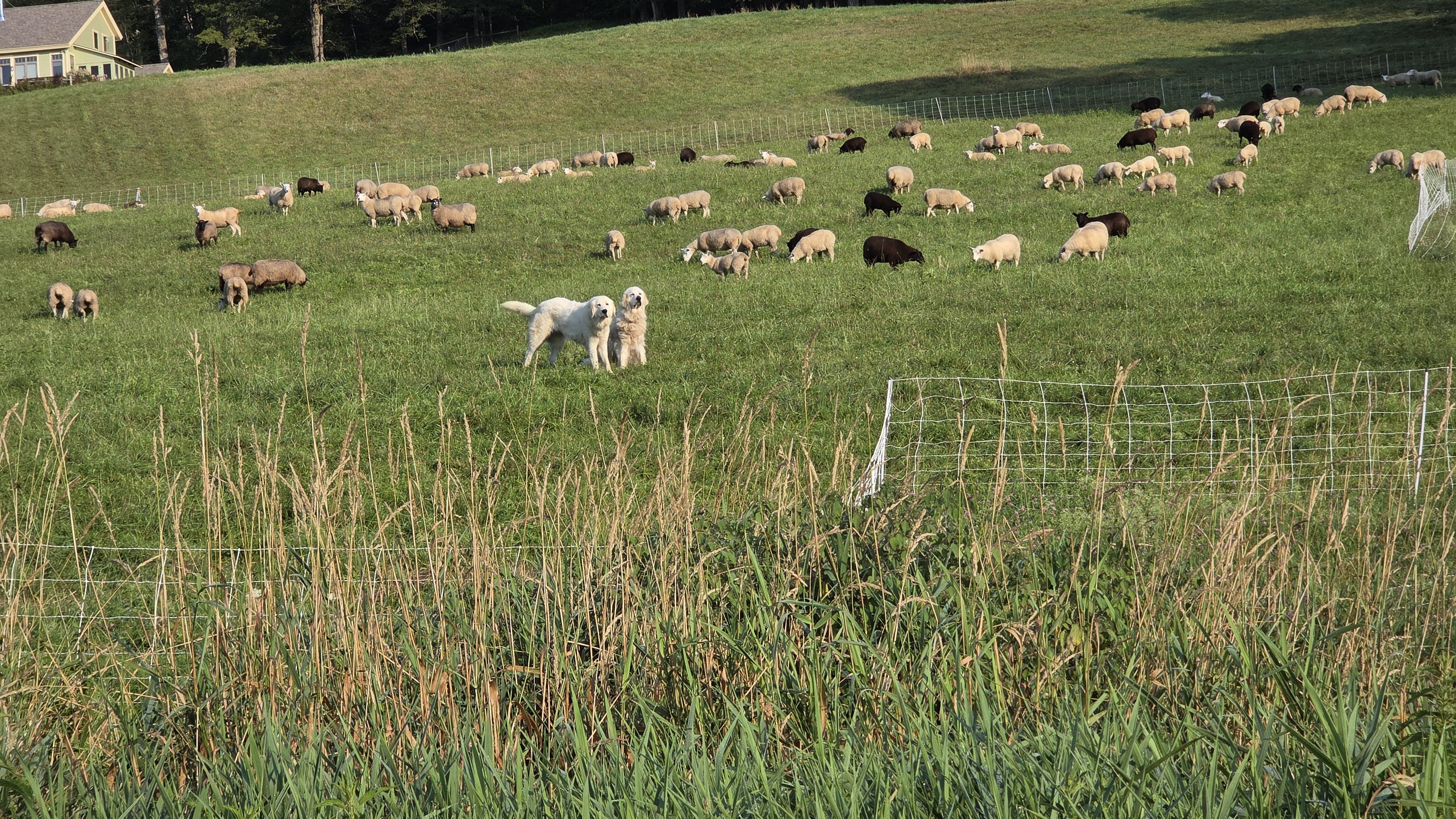 MBF sheep with guardians