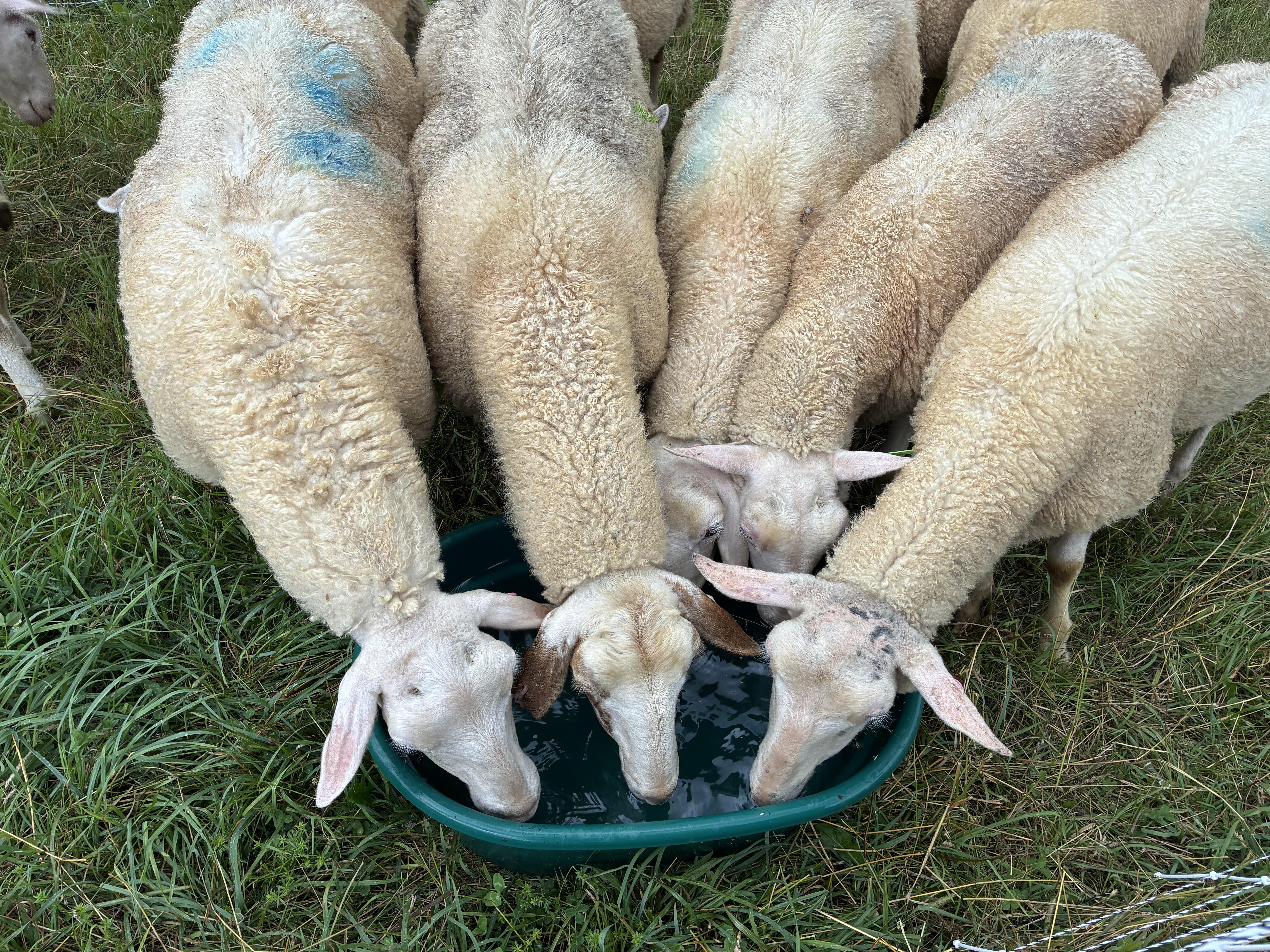 Sheep drinking from a green water trough against a background of green grass.