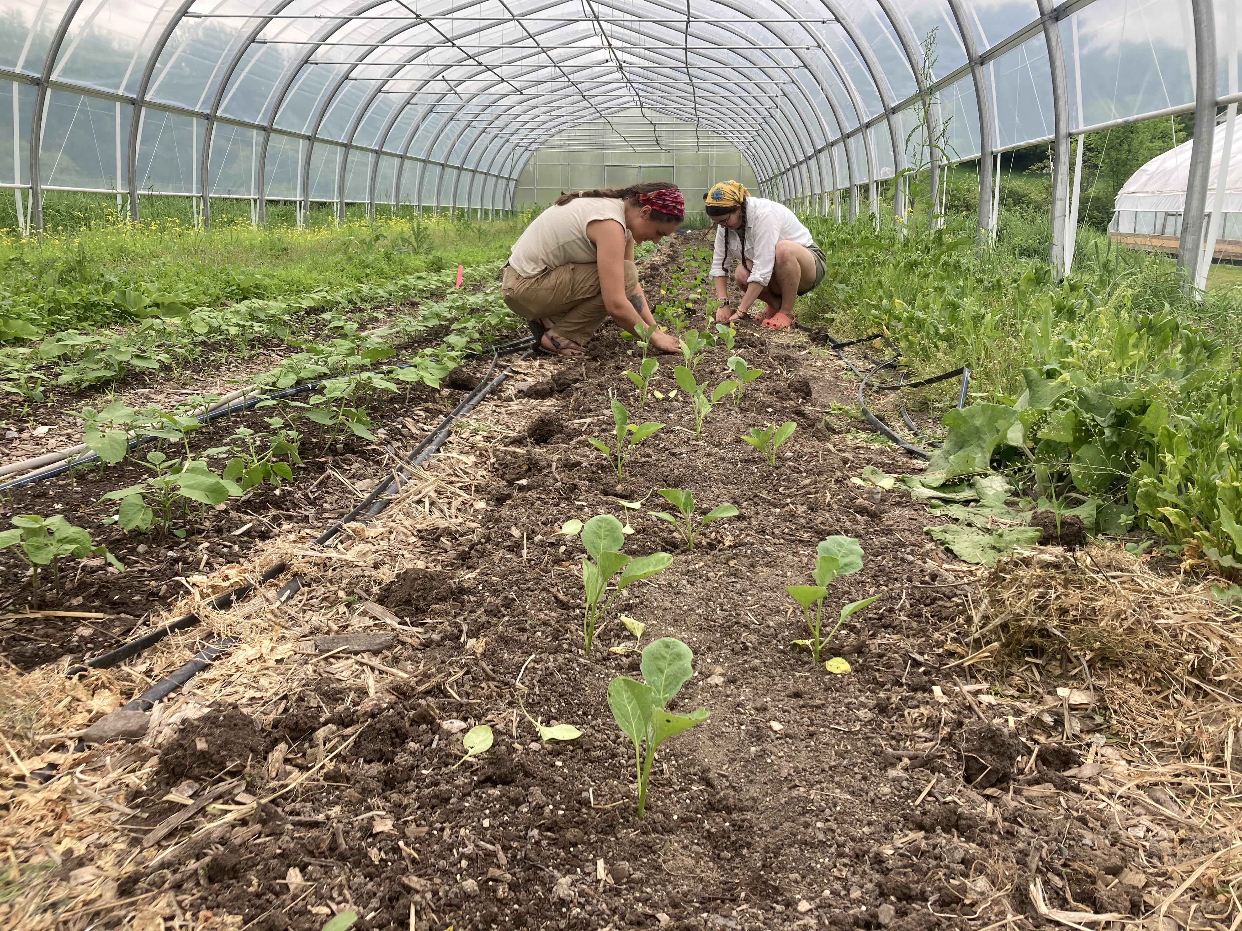 Veg crew at Bread & Butter Farm